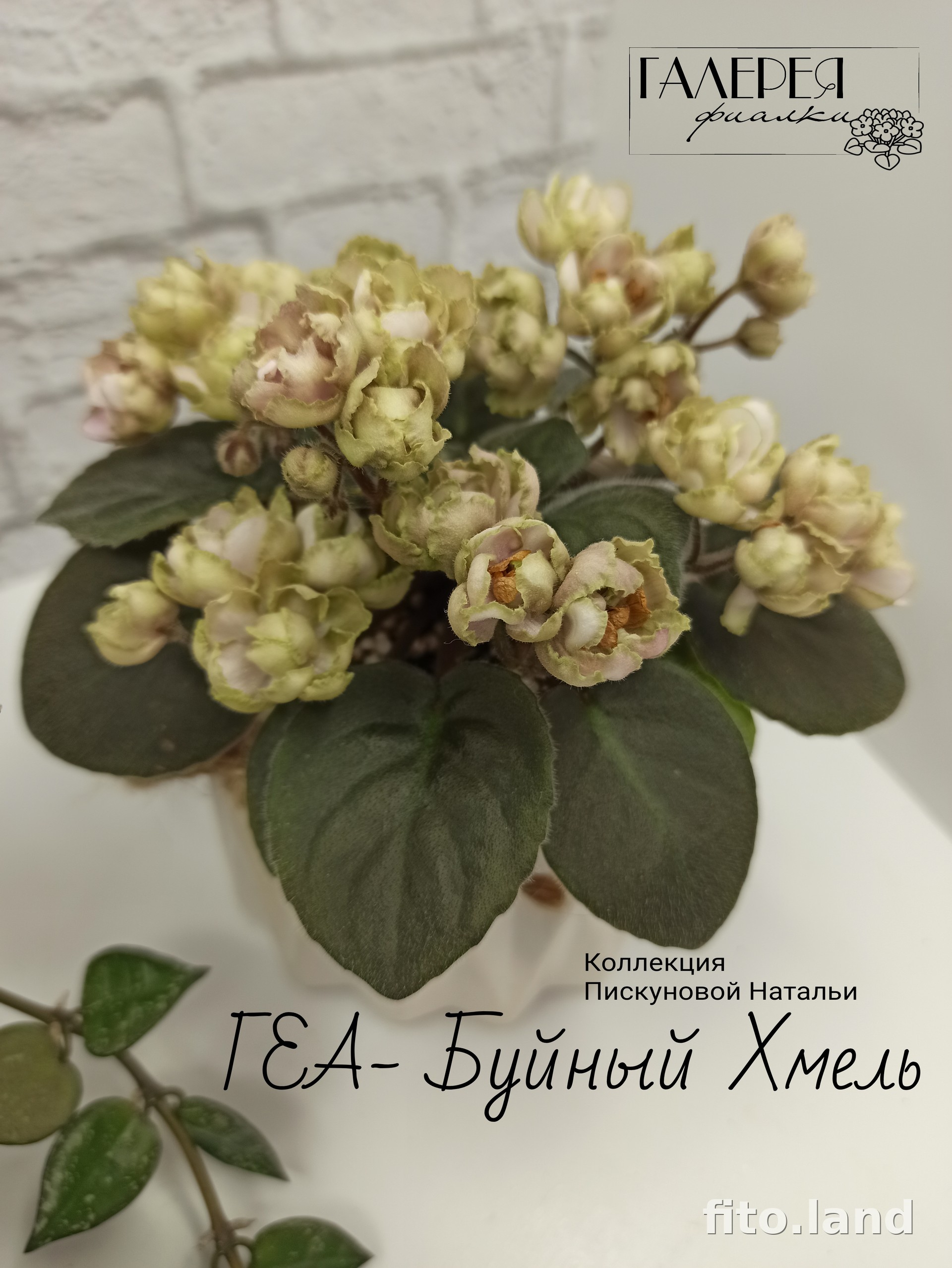 Фиалка ГЕА-Буйный Хмель, фото