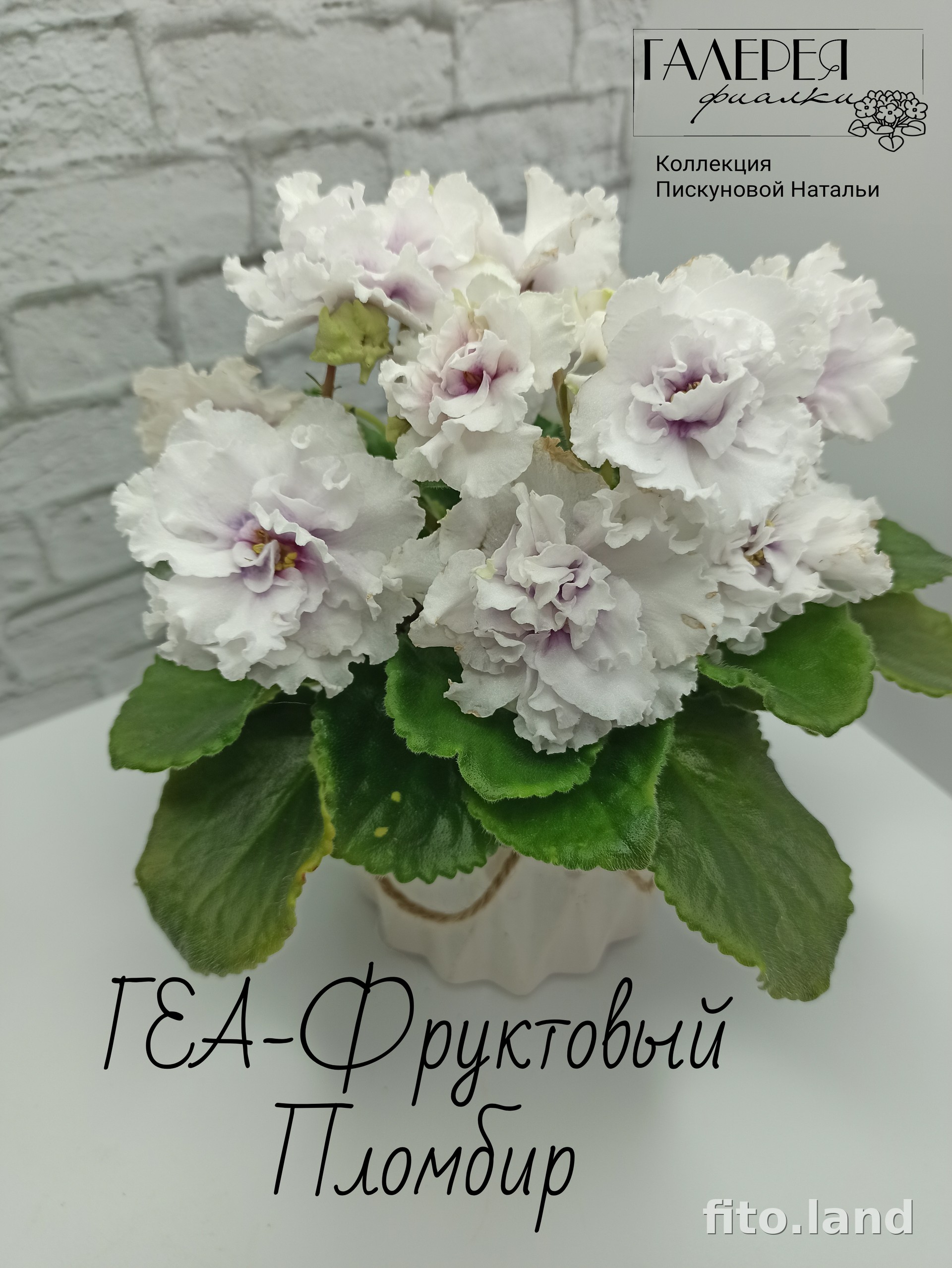 Фиалка ГЕА-Фруктовый Пломбир, фото