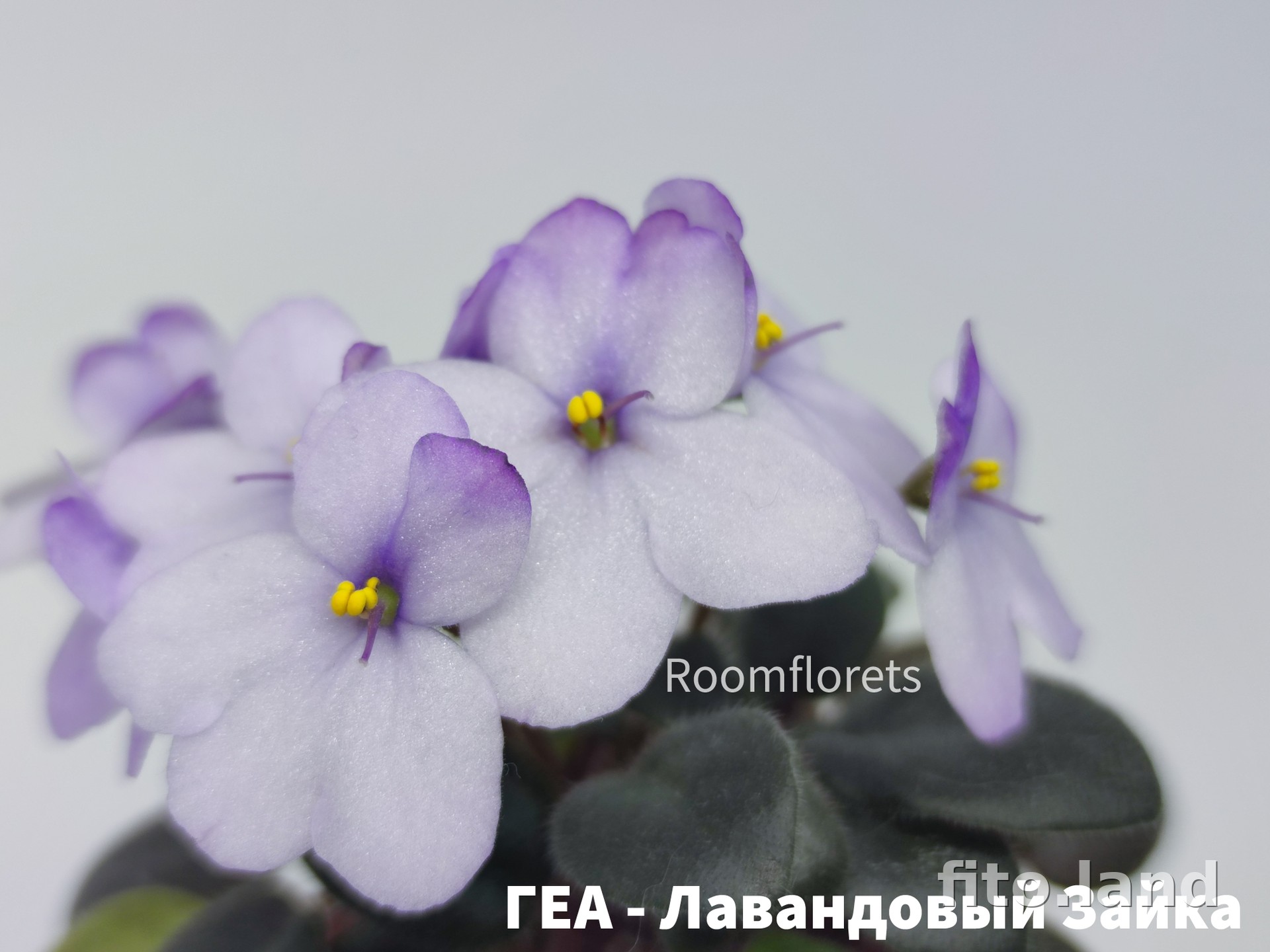Фиалка ГЕА-Лавандовый Зайка, фото