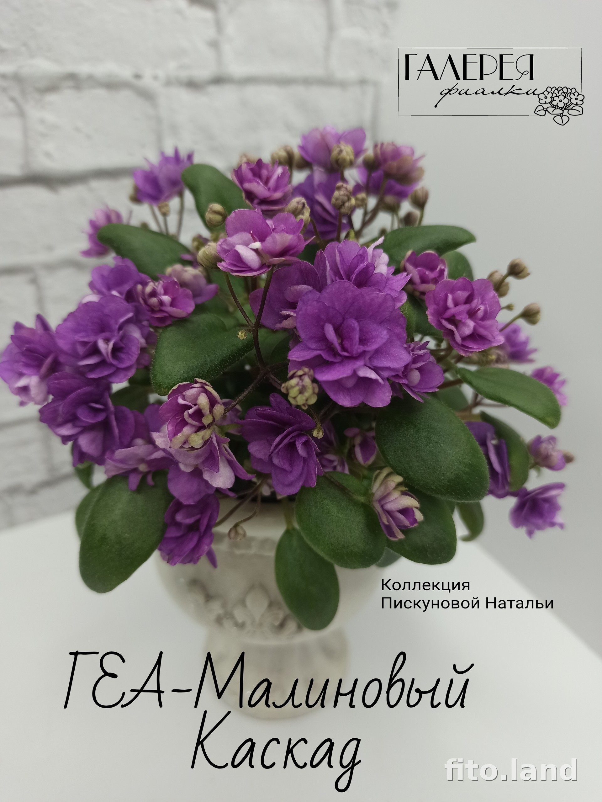 Фиалка ГЕА-Малиновый Каскад, фото