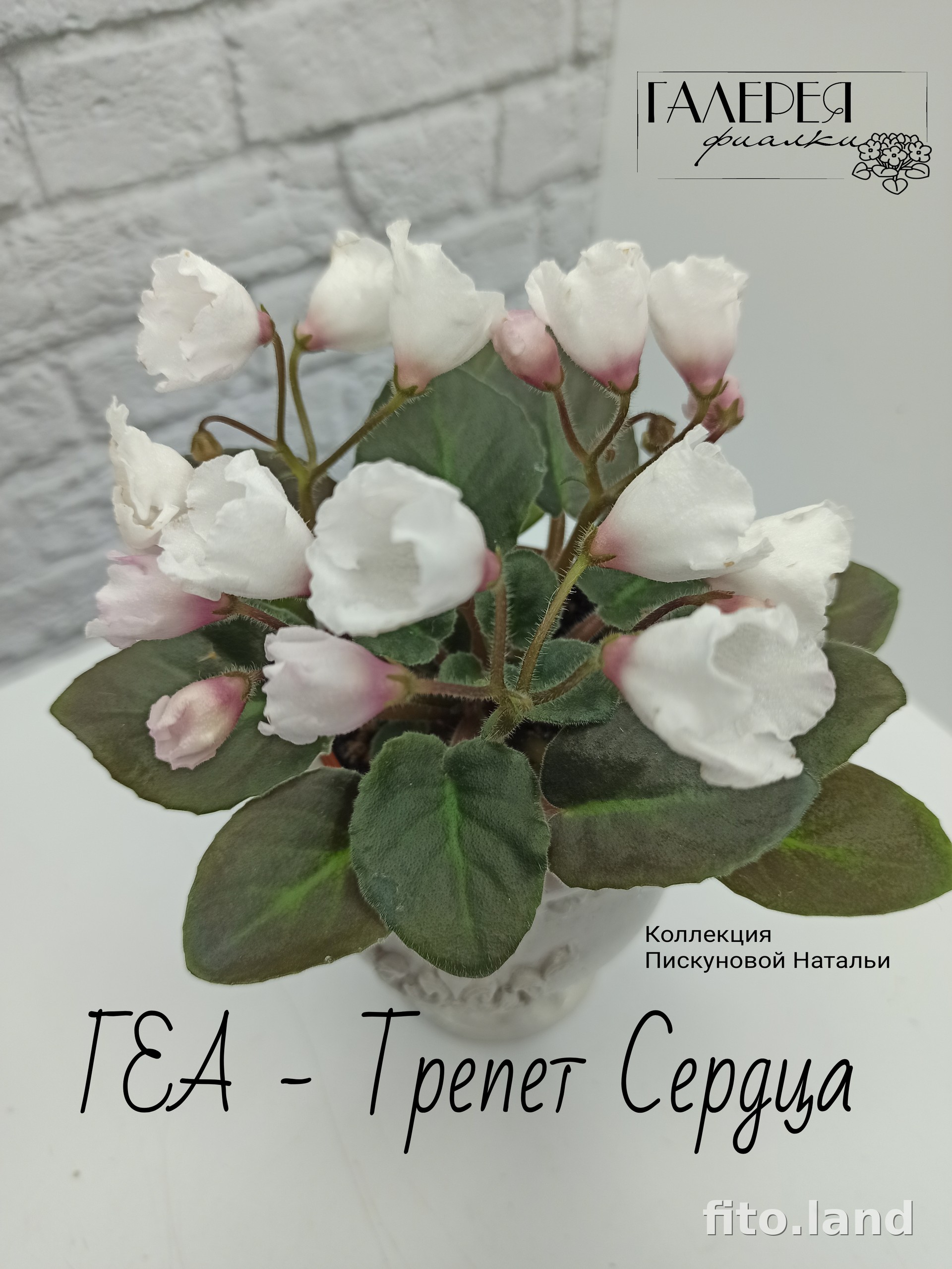 Фиалка ГЕА-Трепет Сердца, фото