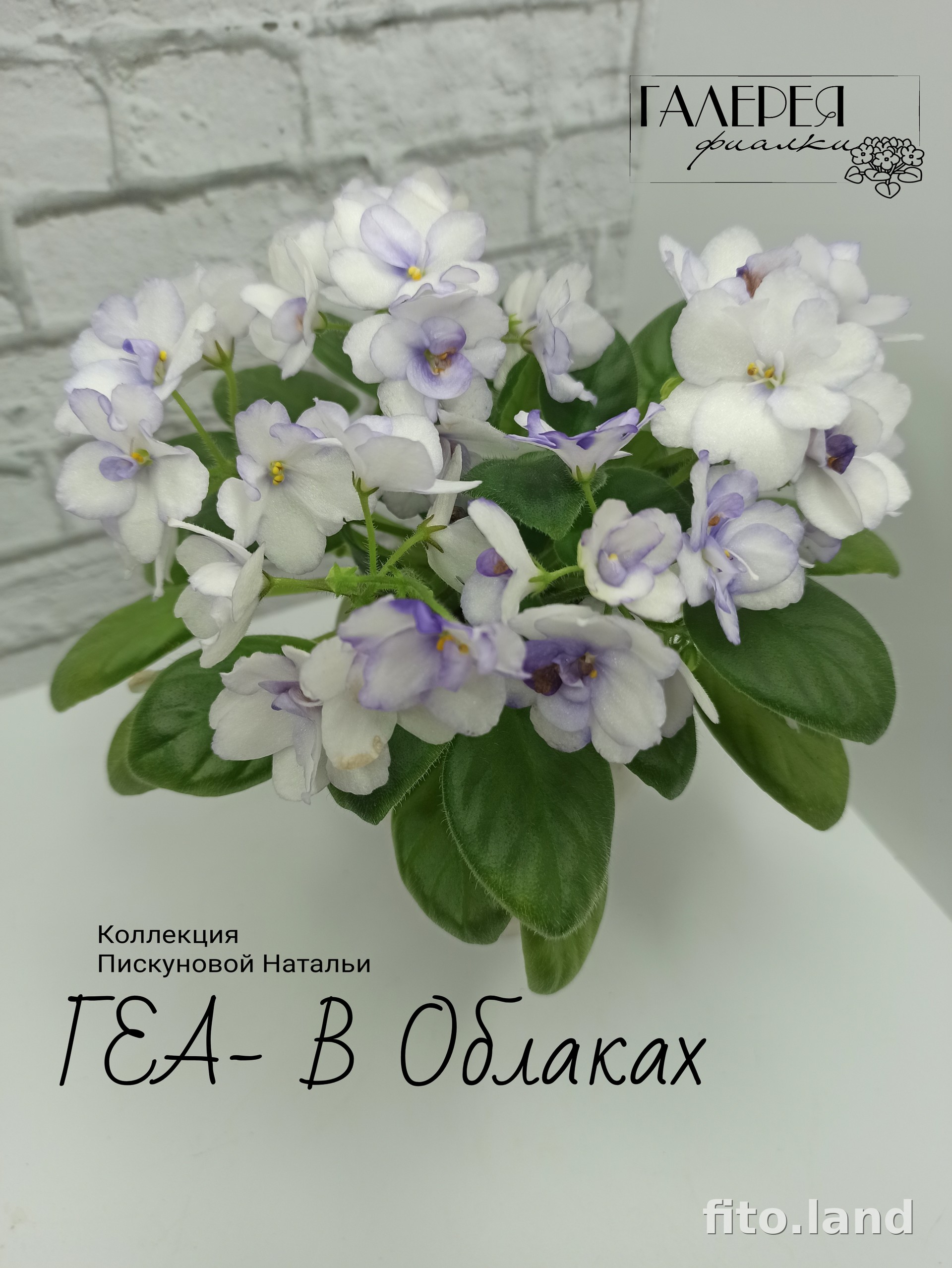 Фиалка ГЕА-В Облаках, фото