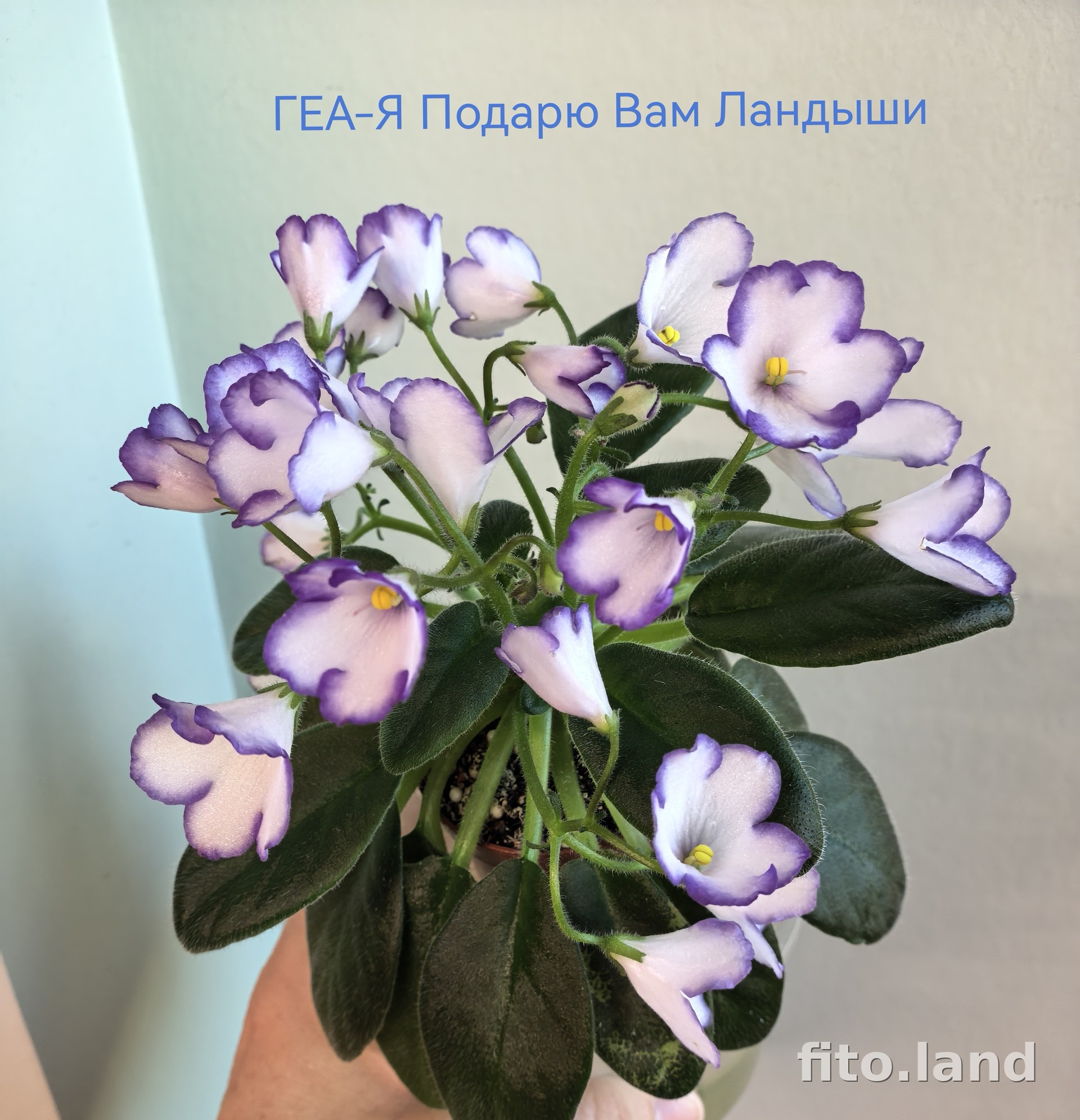 Фиалка ГЕА-Я Подарю Вам Ландыши, фото