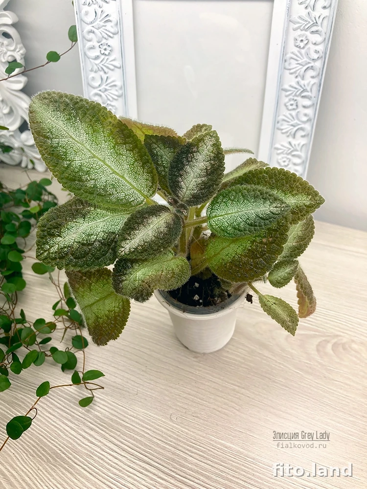 Фиалка Grey Lady, фото