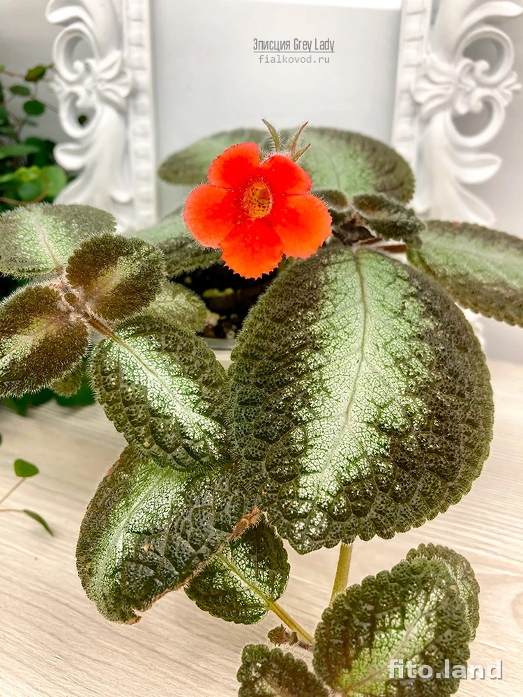Фиалка Grey Lady, фото