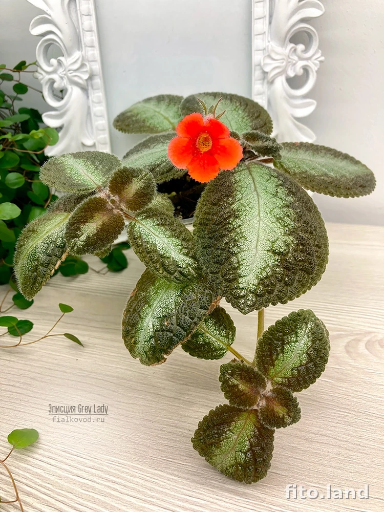 Фиалка Grey Lady, фото