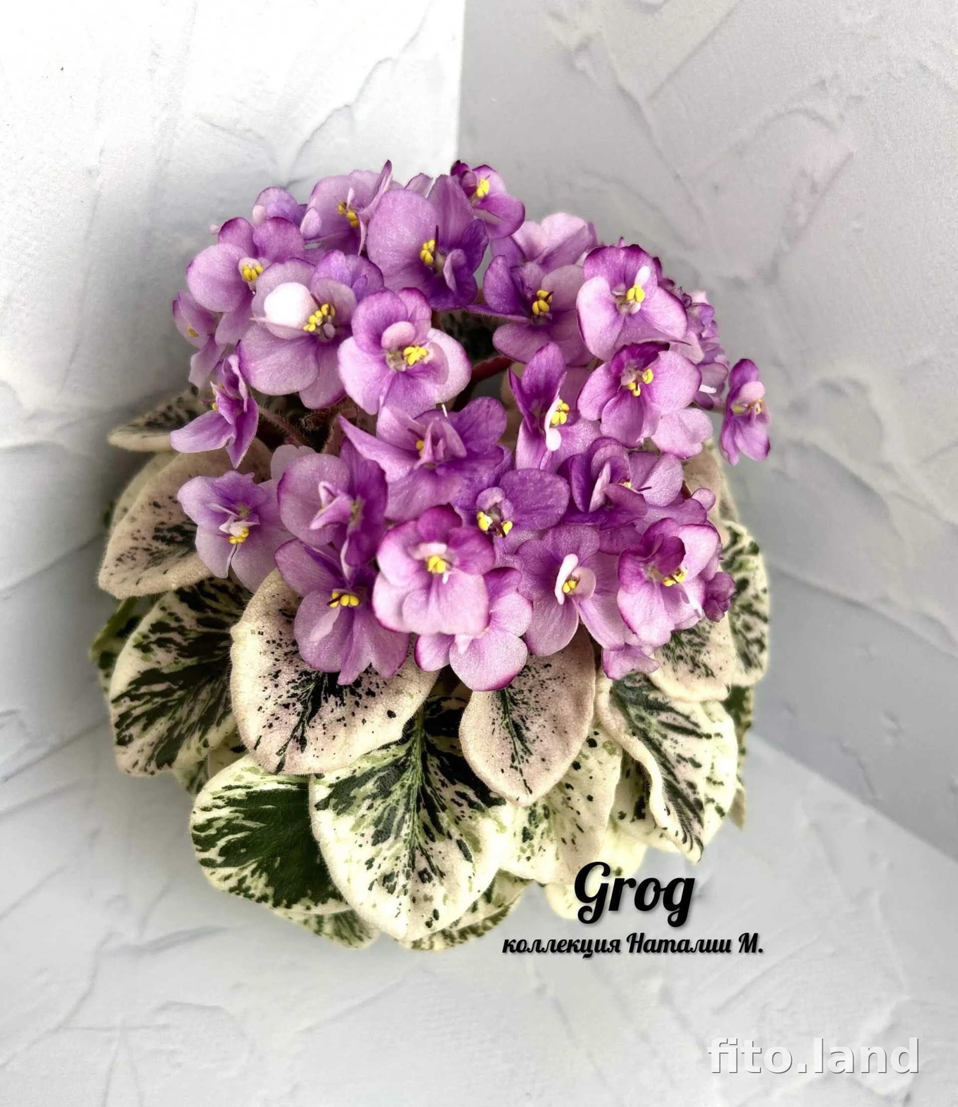 Фиалка Grog, фото
