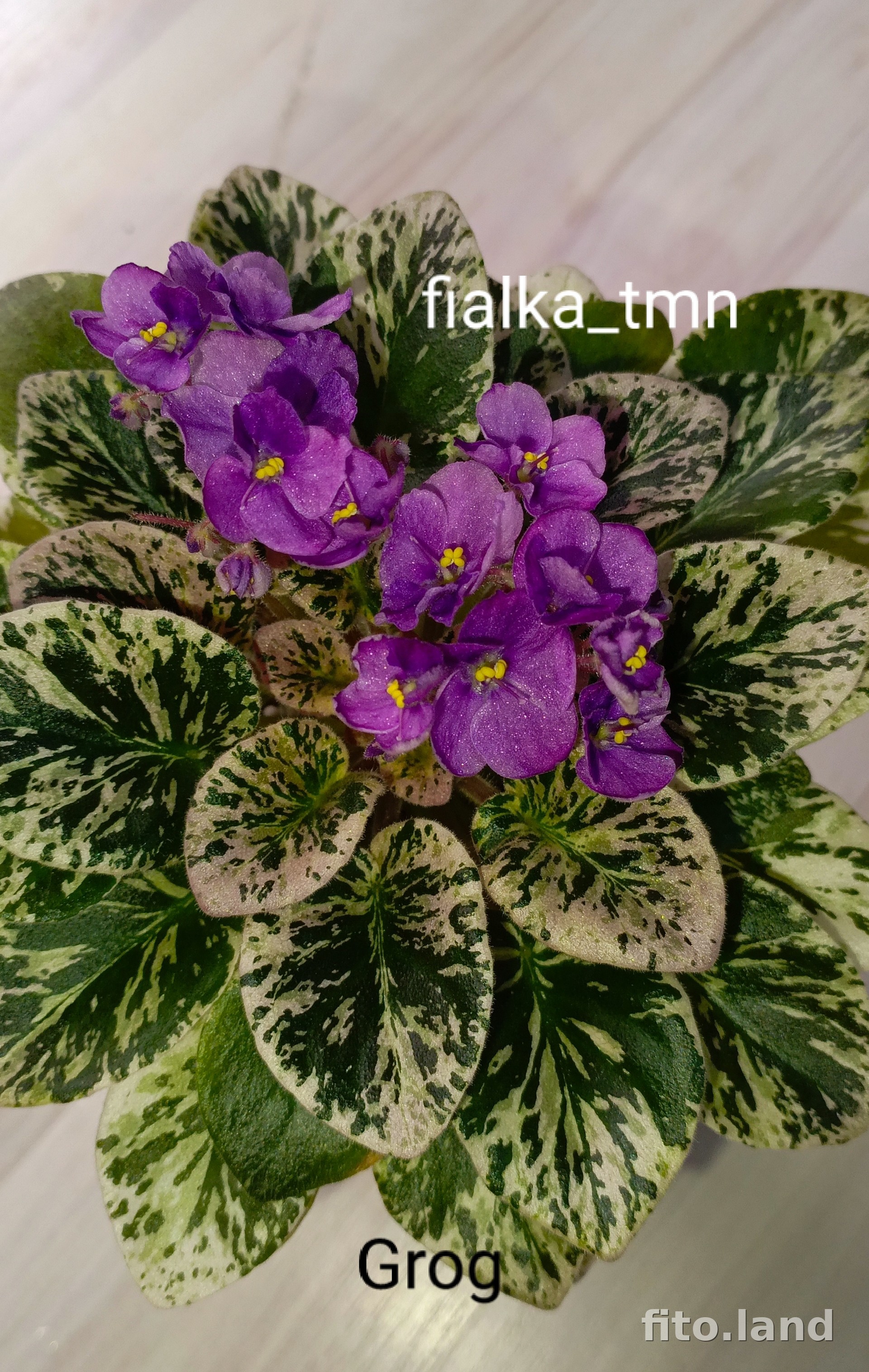Фиалка Grog, фото