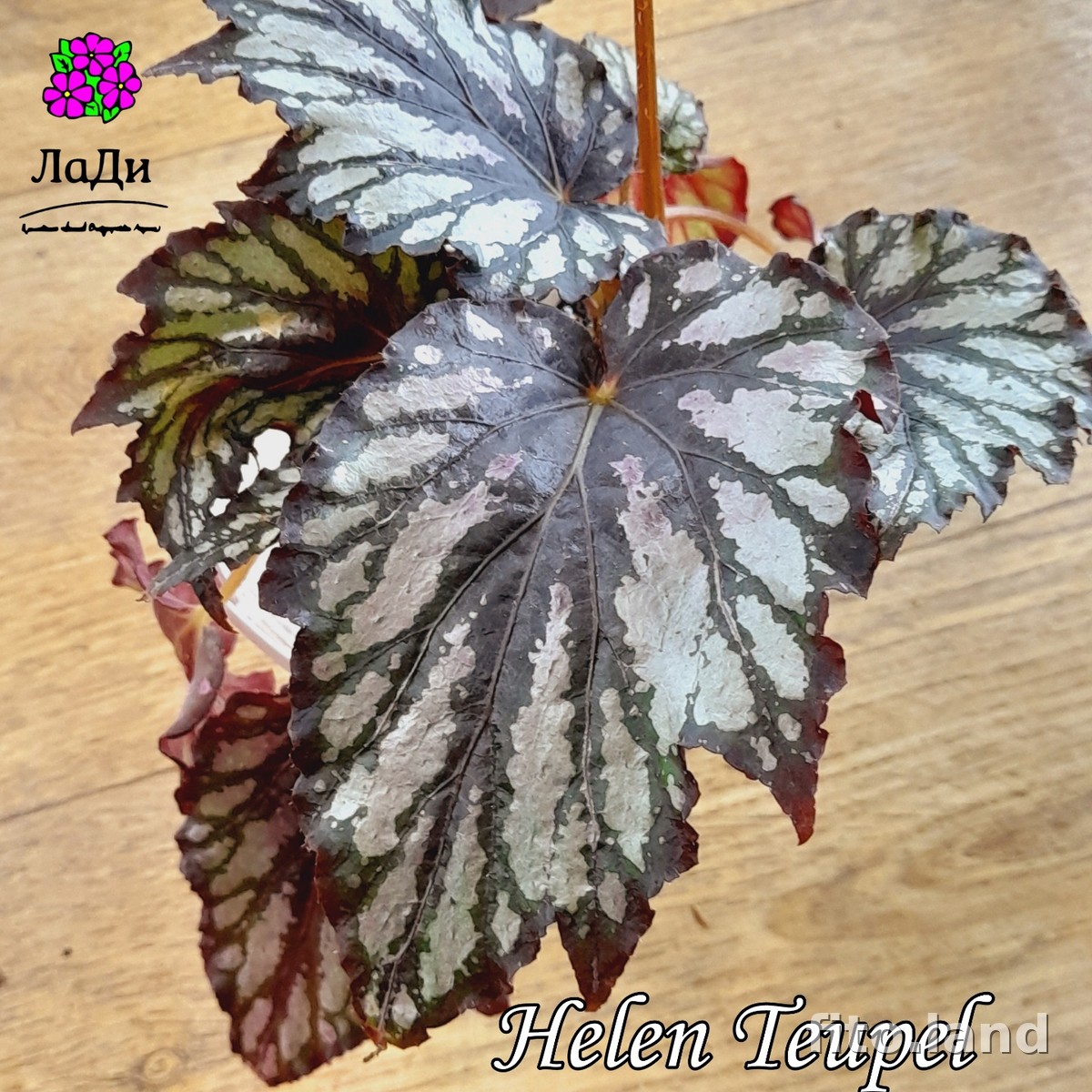 Фиалка Helen Teupel, фото