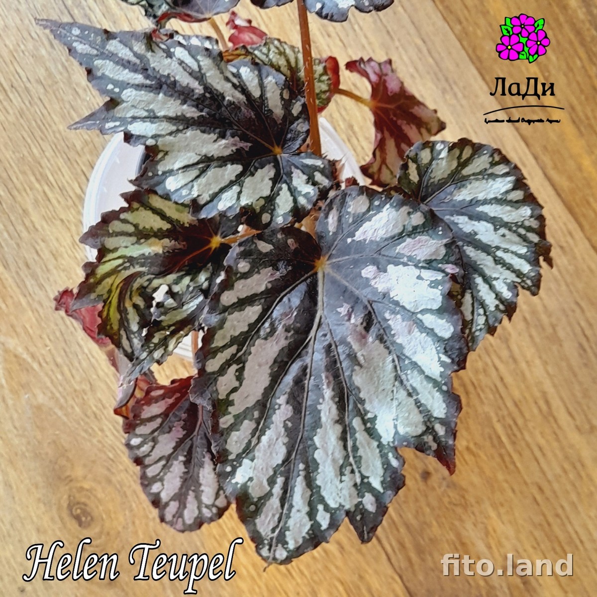 Фиалка Helen Teupel, фото