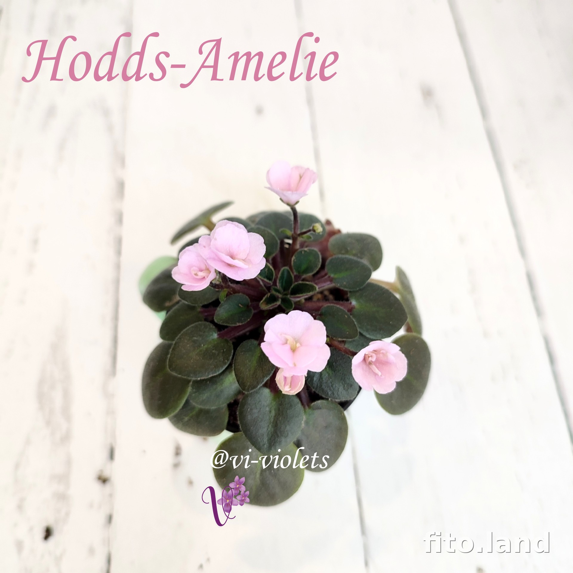 Фиалка Hodss-Amelie, фото
