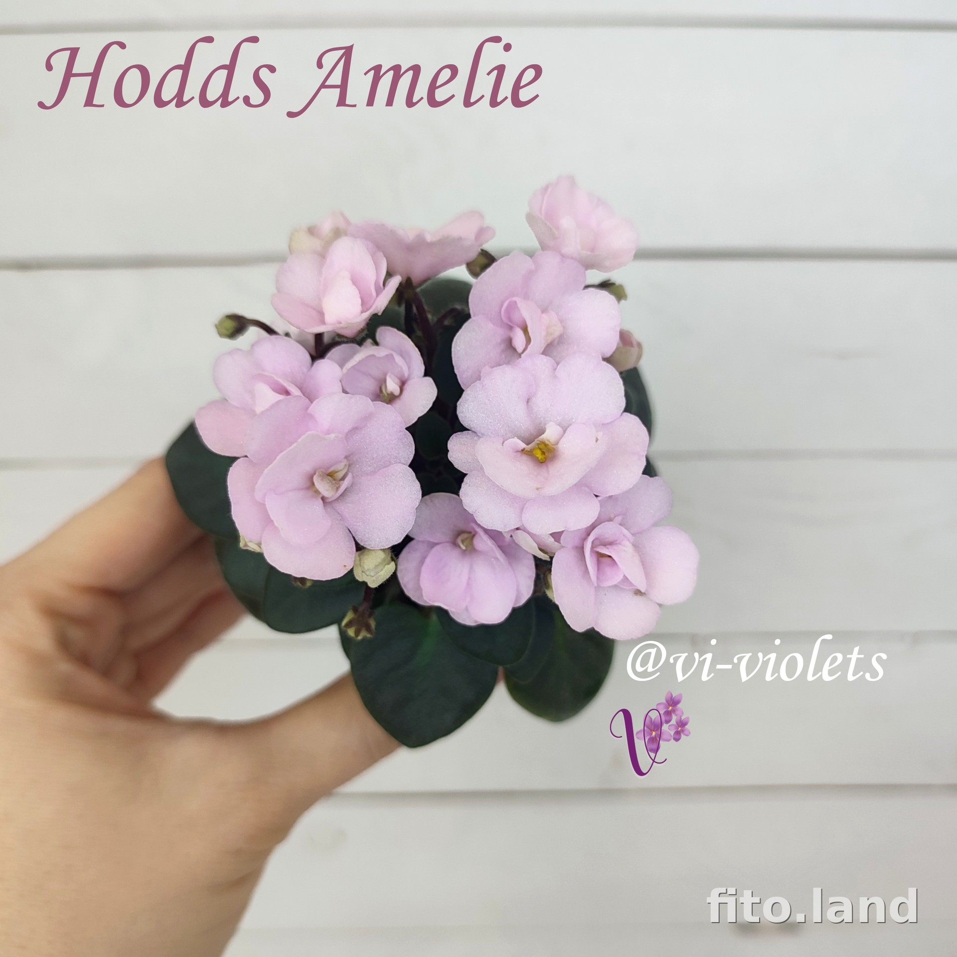 Фиалка Hodss-Amelie, фото