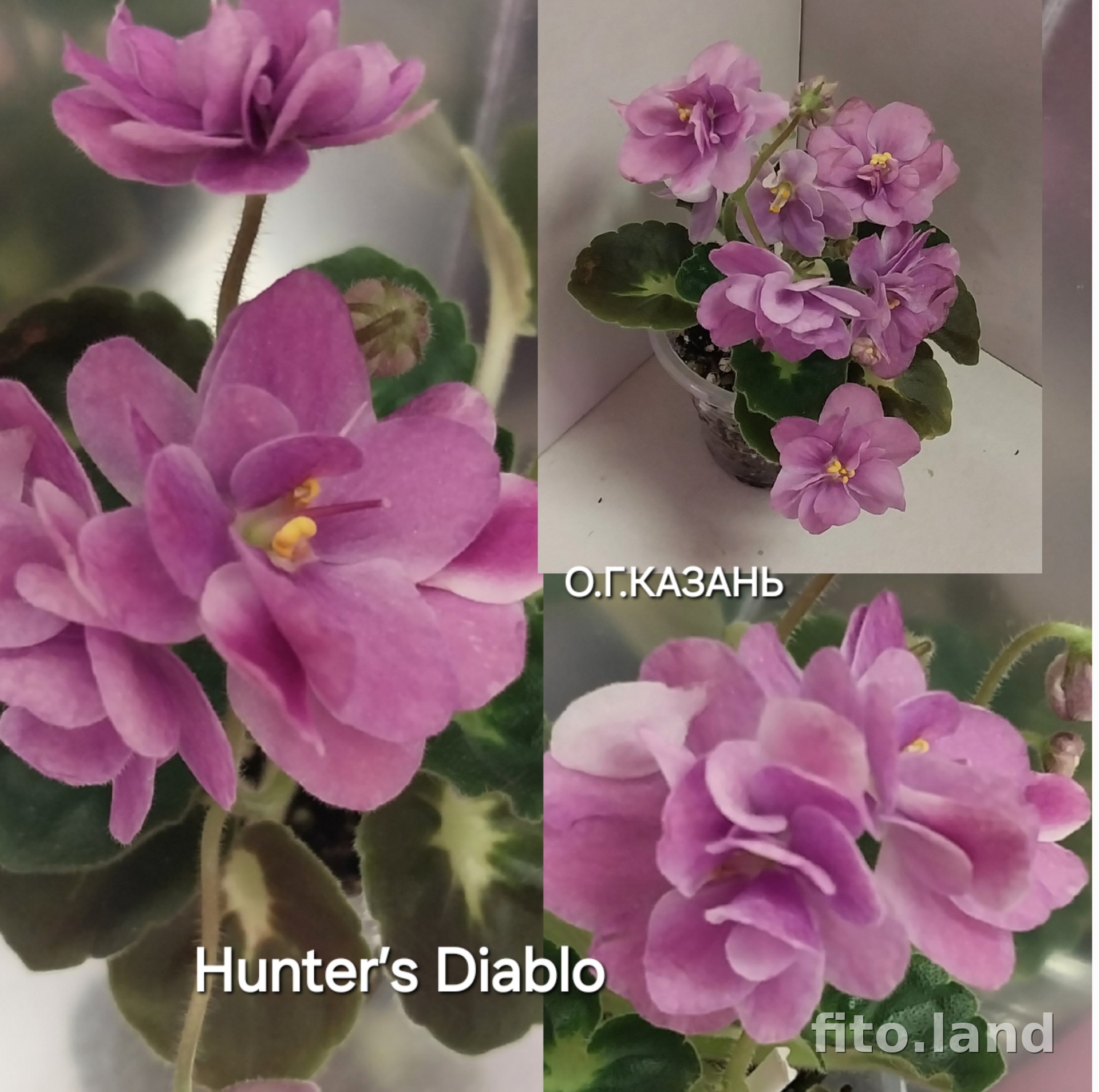 Фиалка Hunter’s Diablo, фото