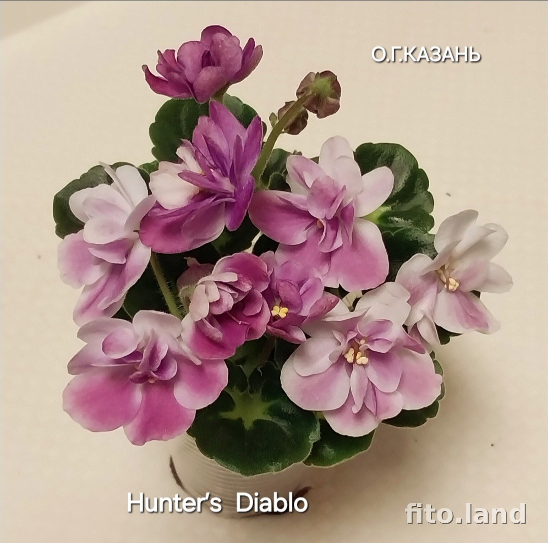 Фиалка Hunter’s Diablo, фото