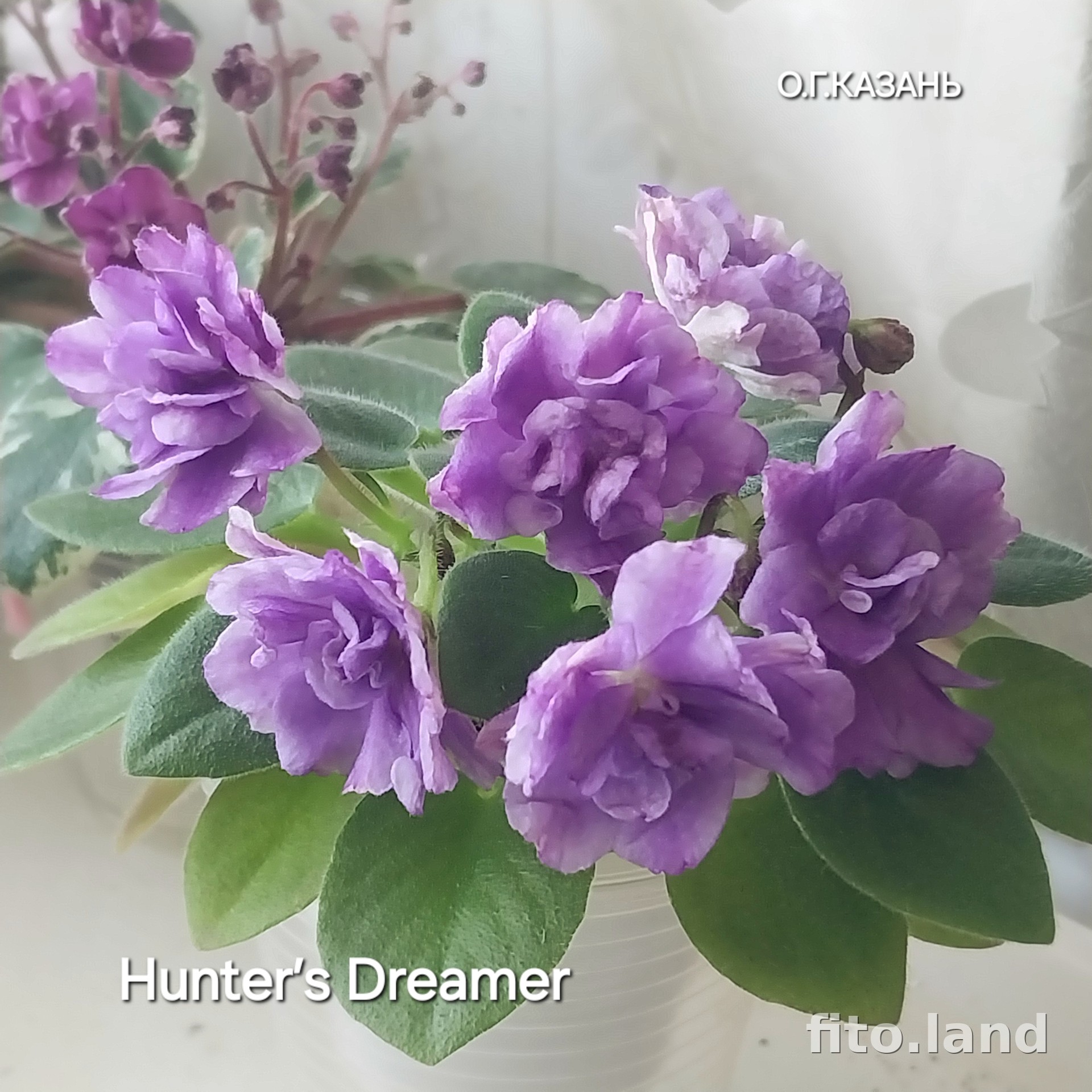 Фиалка Hunter’s Dreamer, фото