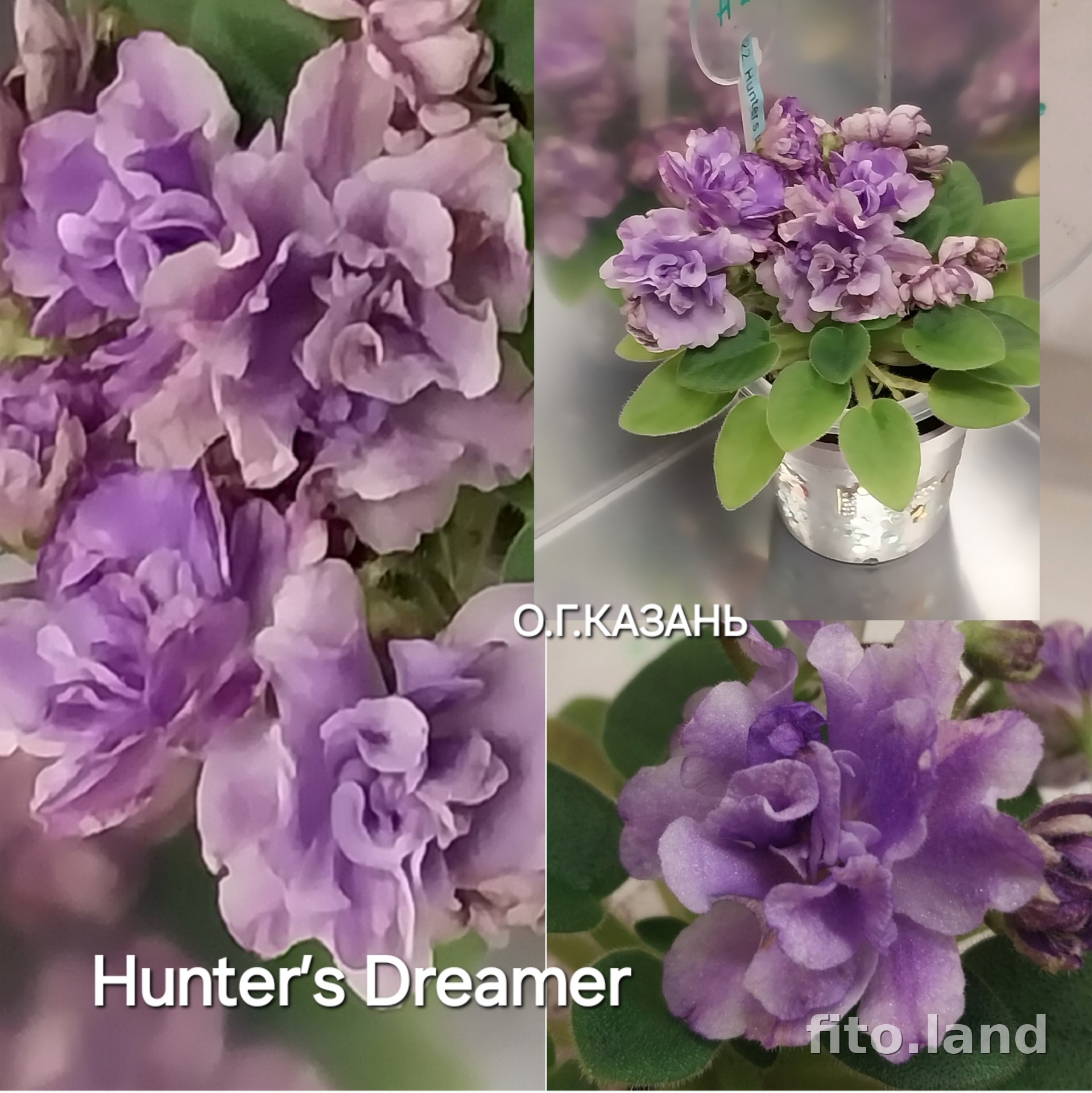 Фиалка Hunter’s Dreamer, фото