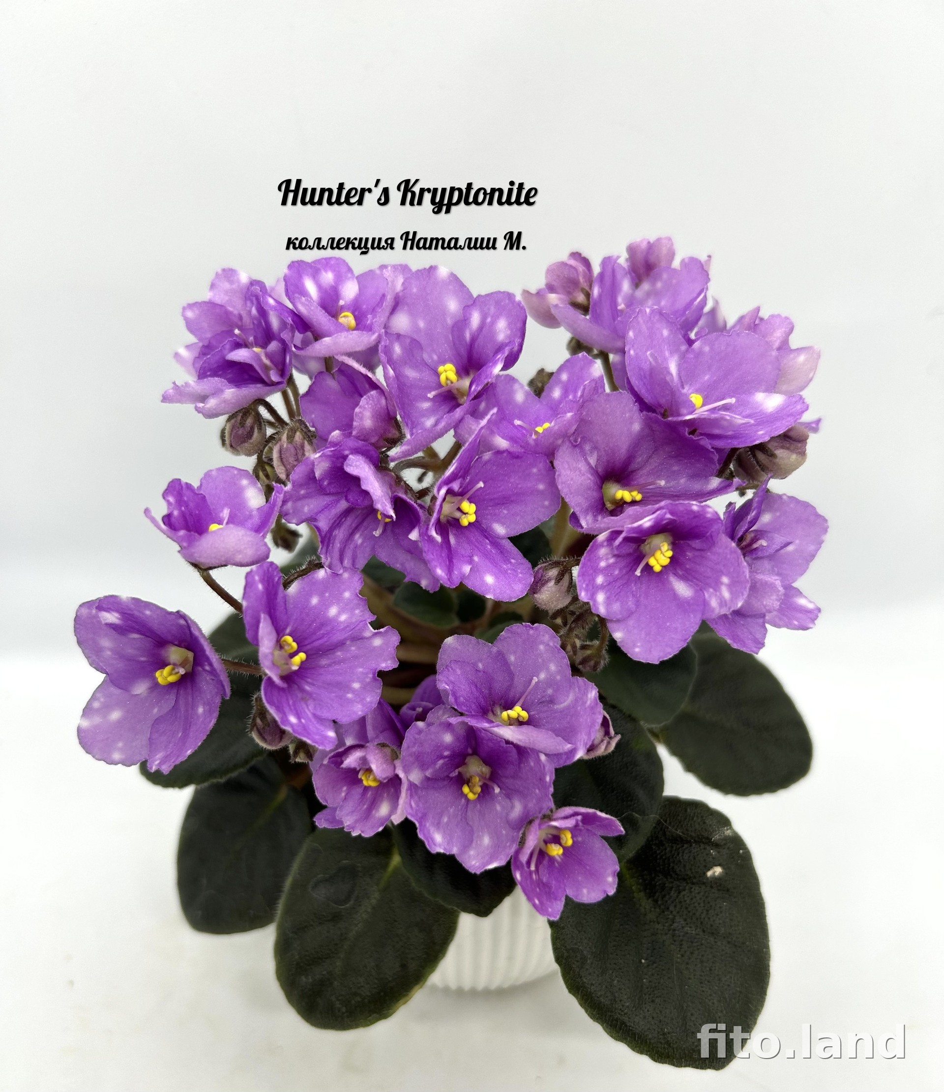 Фиалка Hunter’s Kryptonite, фото