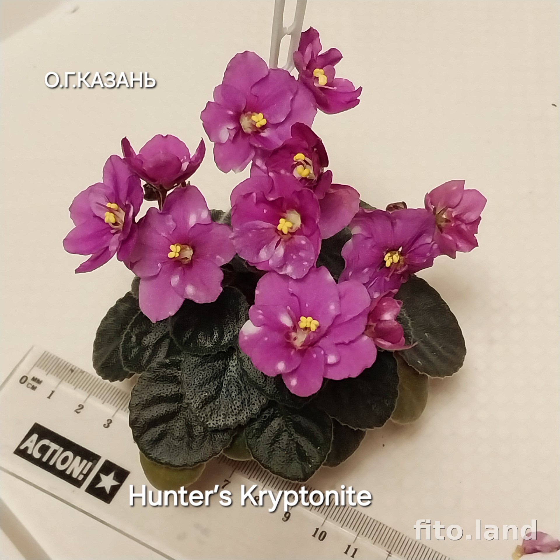 Фиалка Hunter’s Kryptonite, фото
