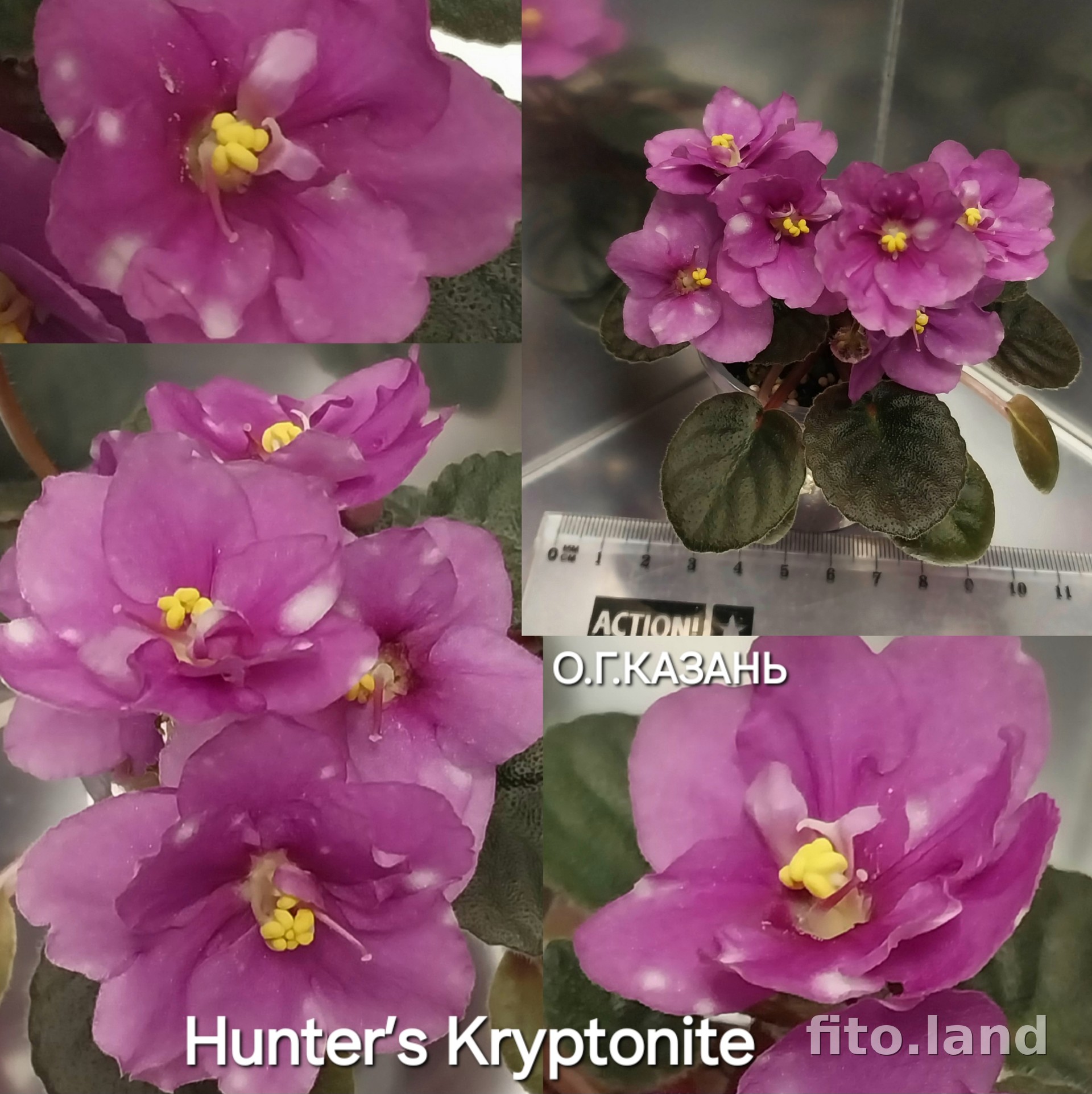 Фиалка Hunter’s Kryptonite, фото