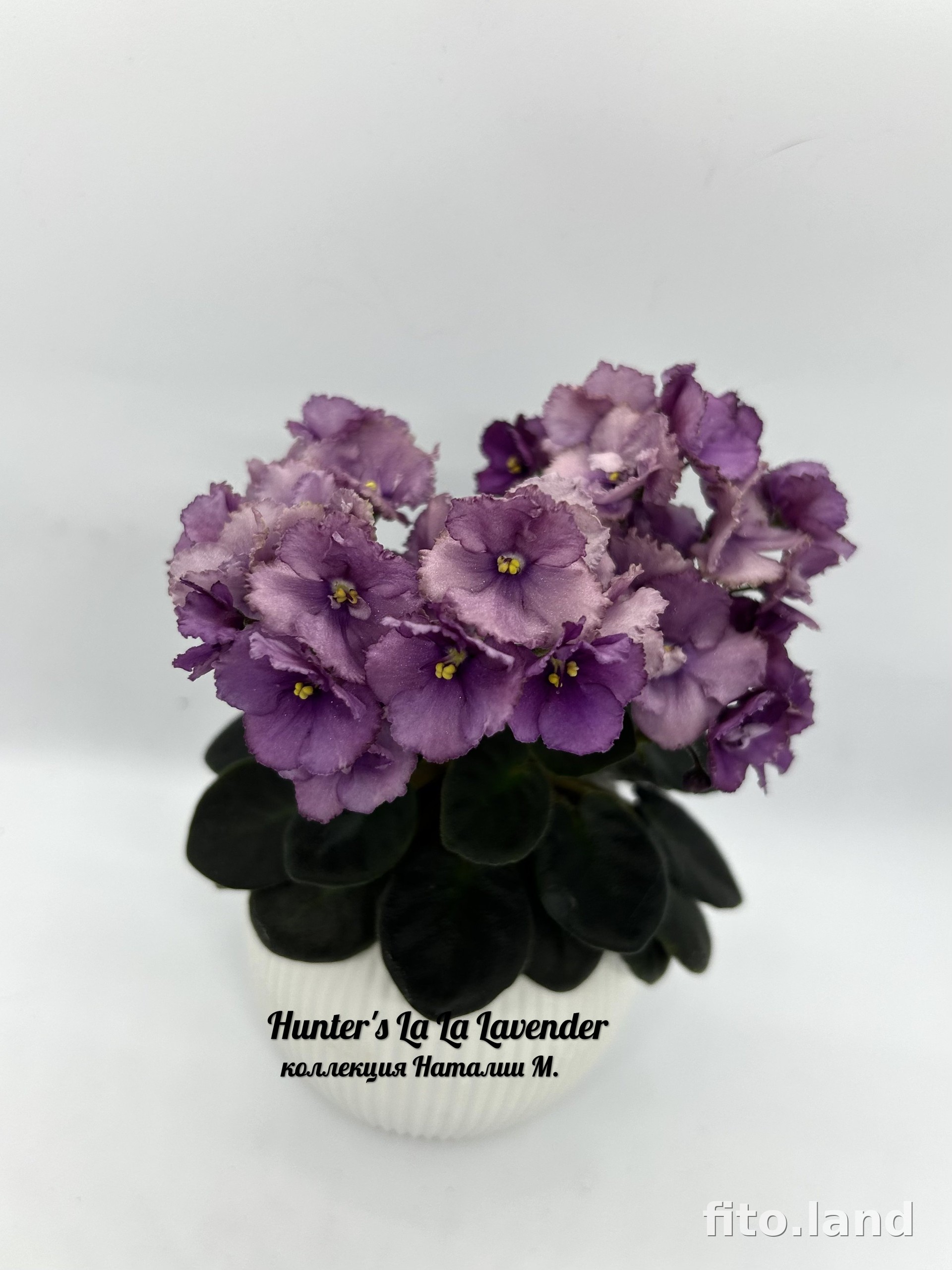 Фиалка Hunter's La La Lavender, фото