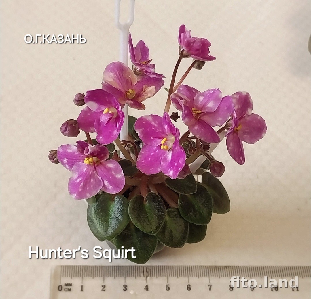 Фиалка Hunter’s Squirt, фото