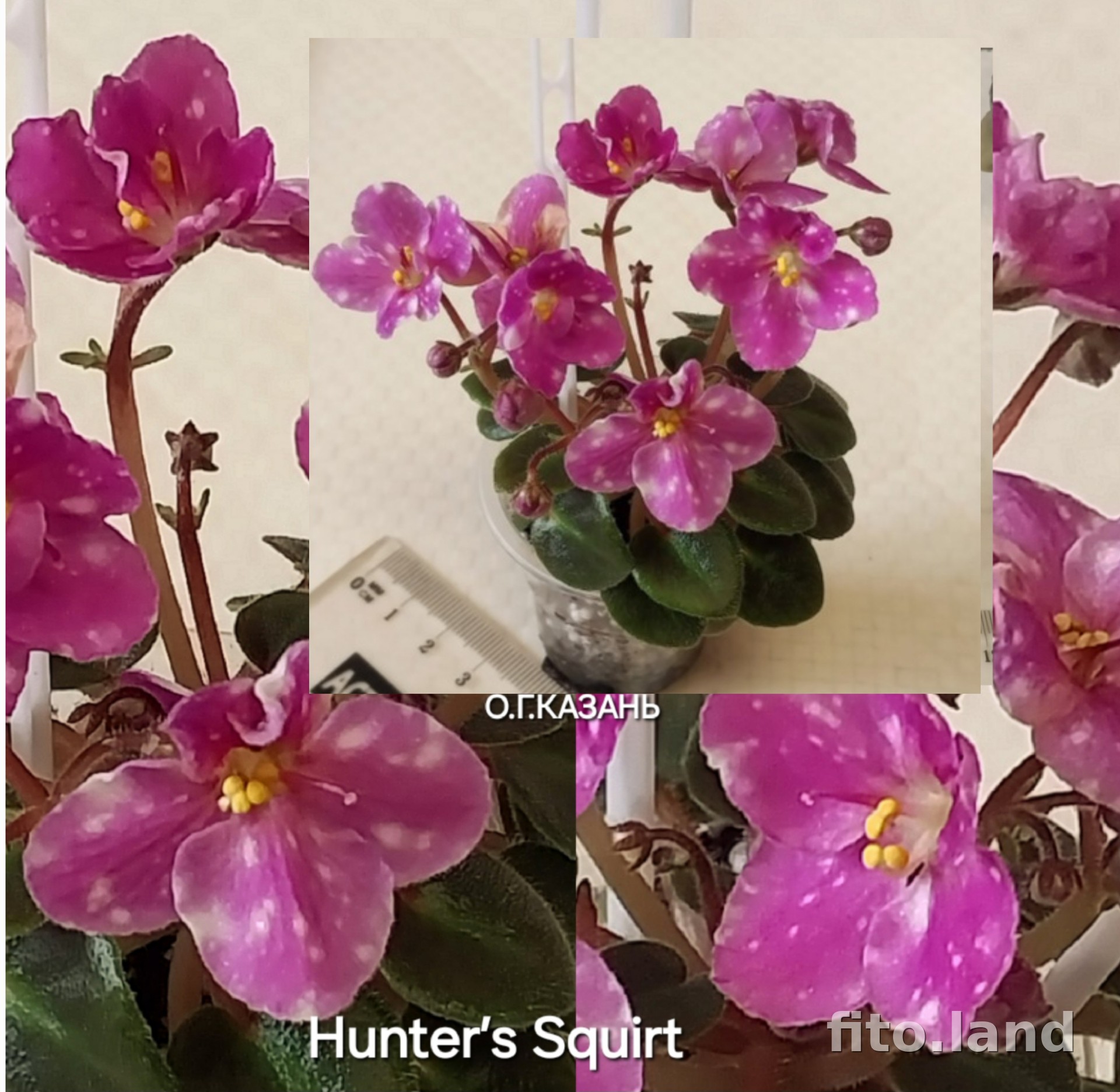Фиалка Hunter’s Squirt, фото