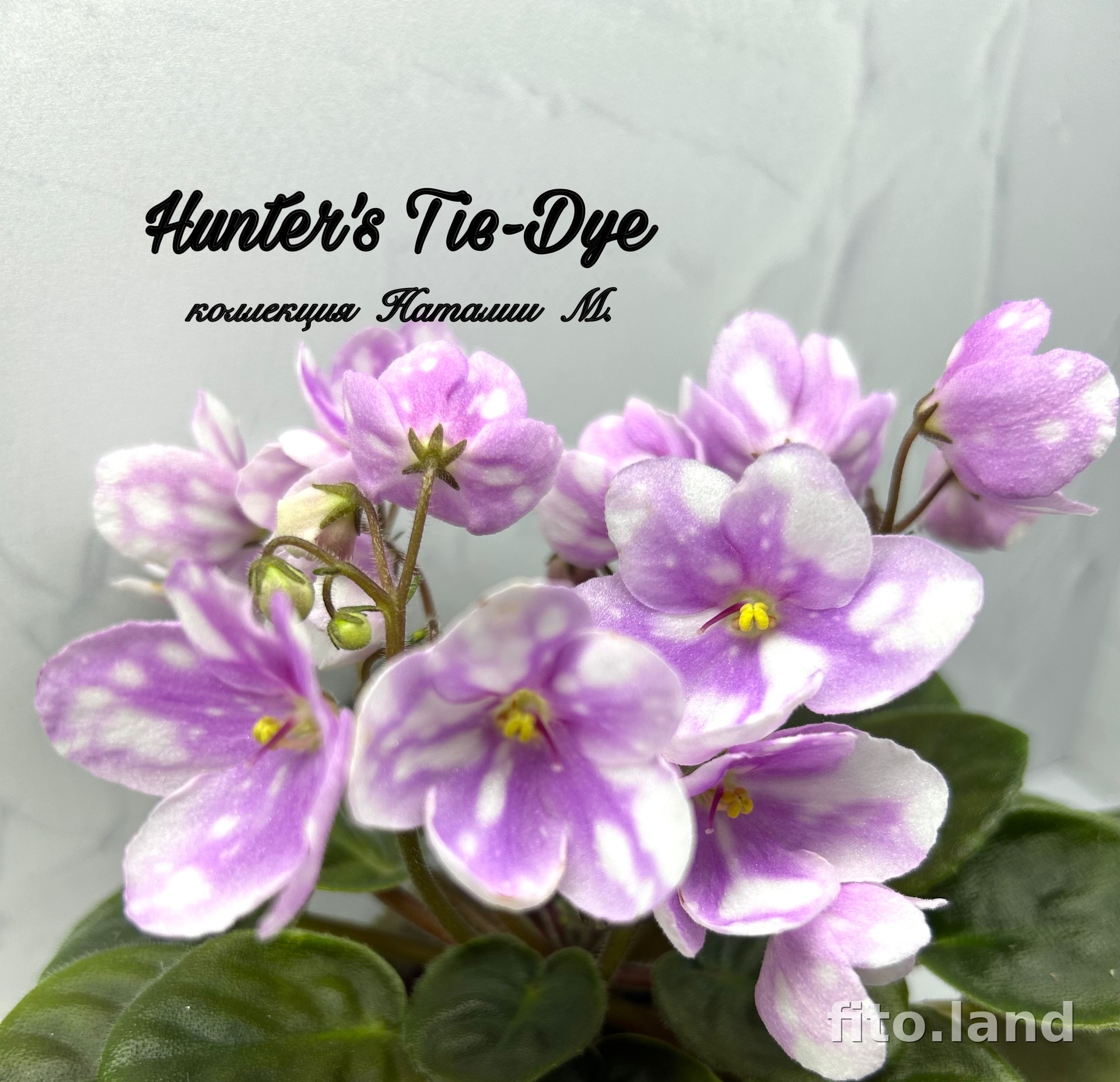 Фиалка Hunter's Tie-dye, фото