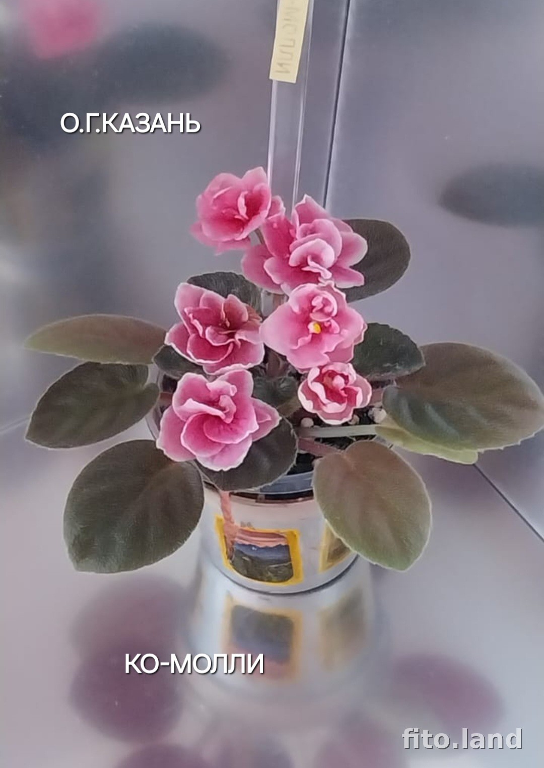 Фиалка КО-Молли, фото