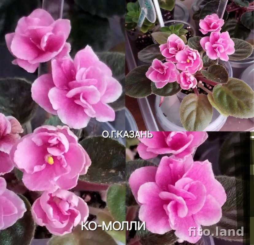 Фиалка КО-Молли, фото
