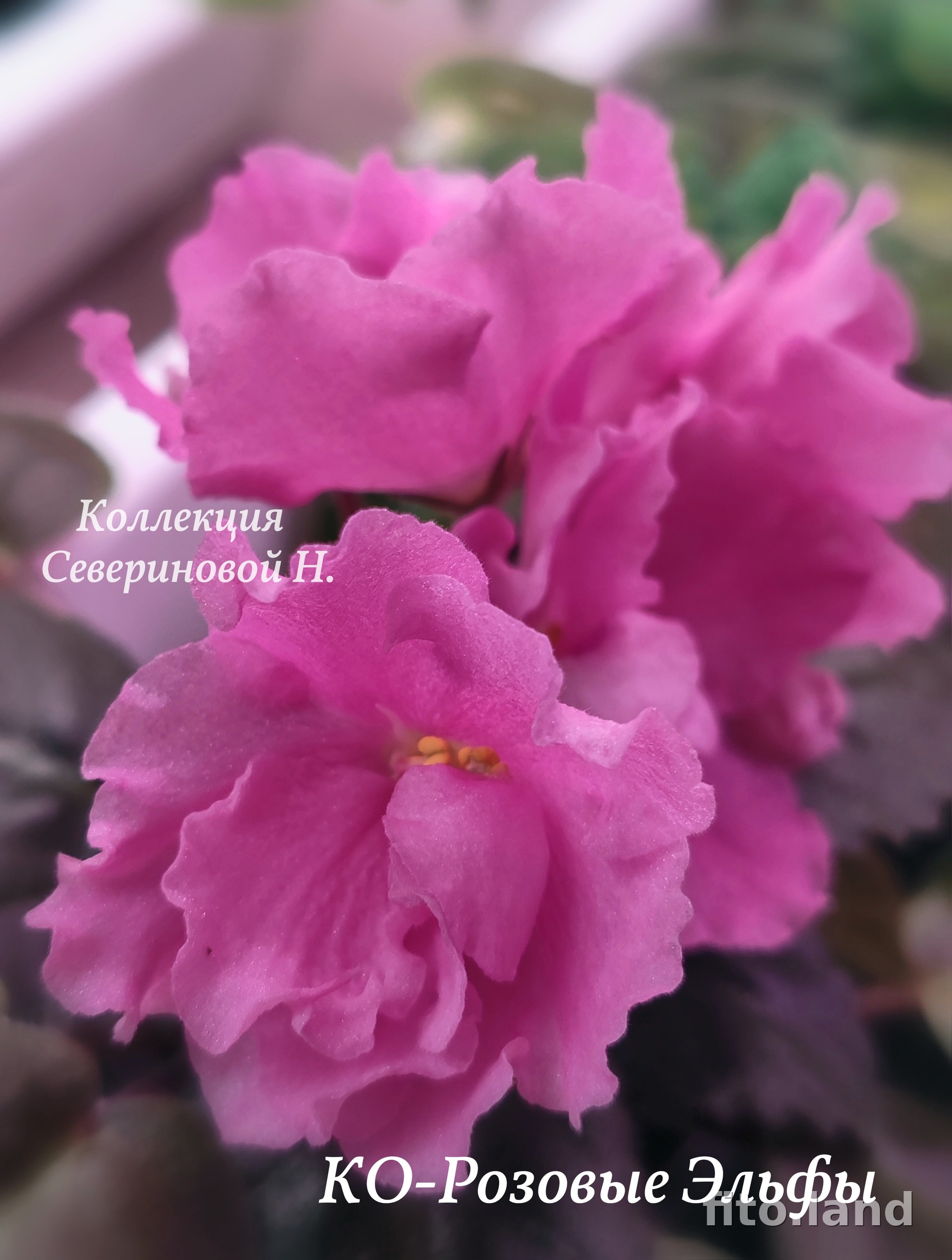 Фиалка КО-Розовые Эльфы, фото