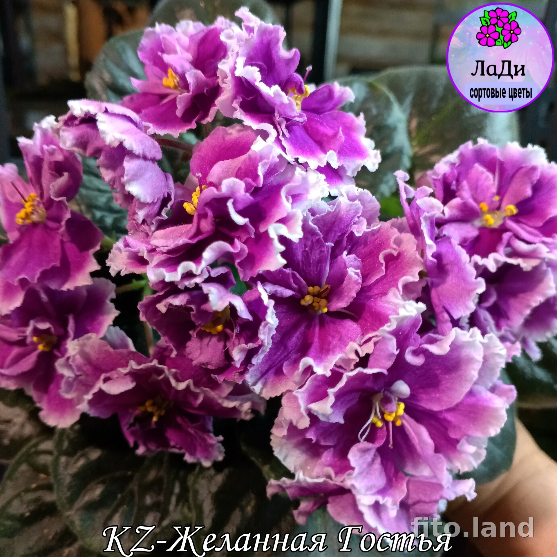 Фиалка KZ-Желанная Гостья, фото