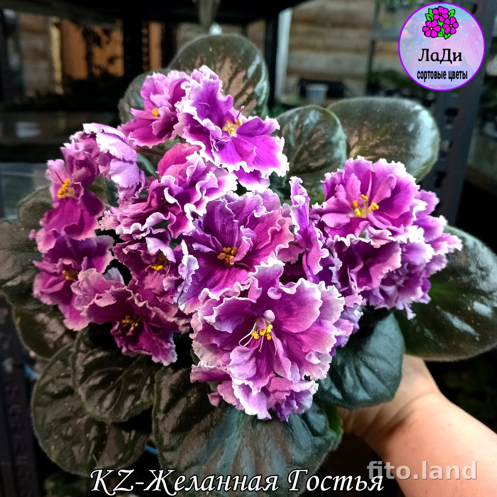 Фиалка KZ-Желанная Гостья, фото