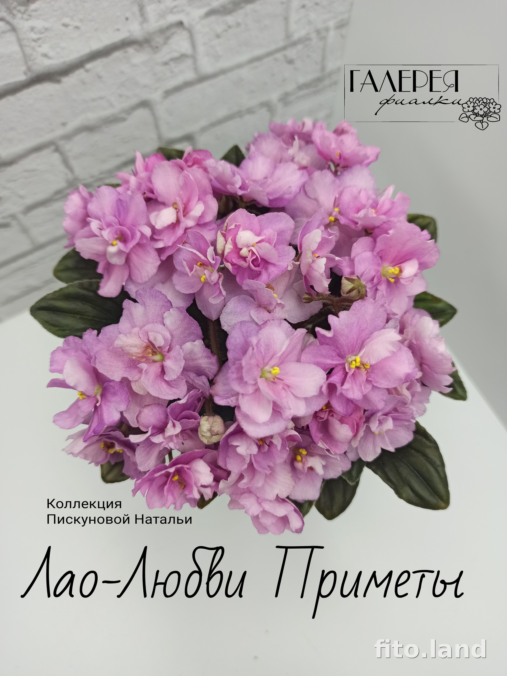 Фиалка Лао-Любви Приметы, фото