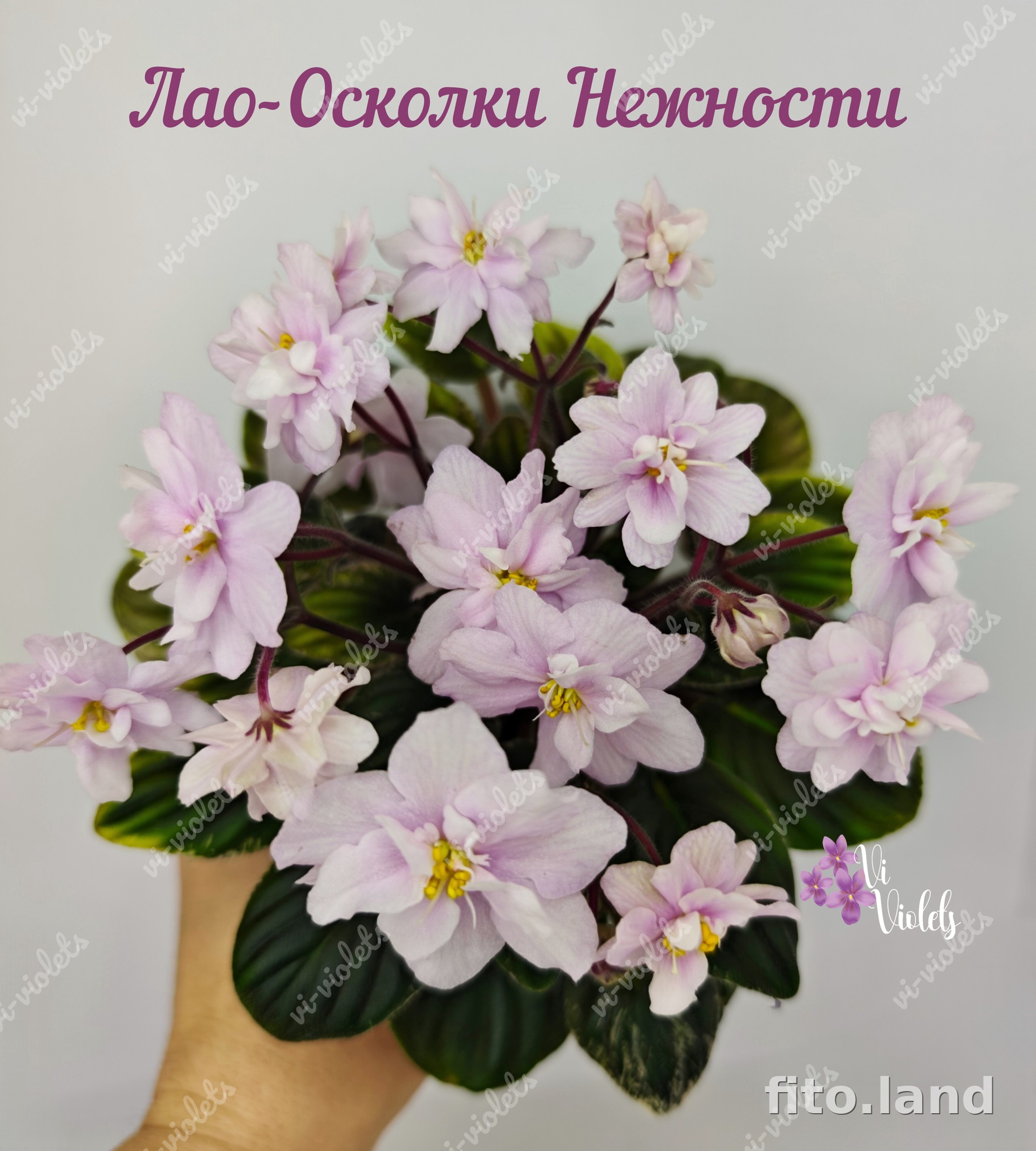 Фиалка Лао-Осколки Нежности, фото