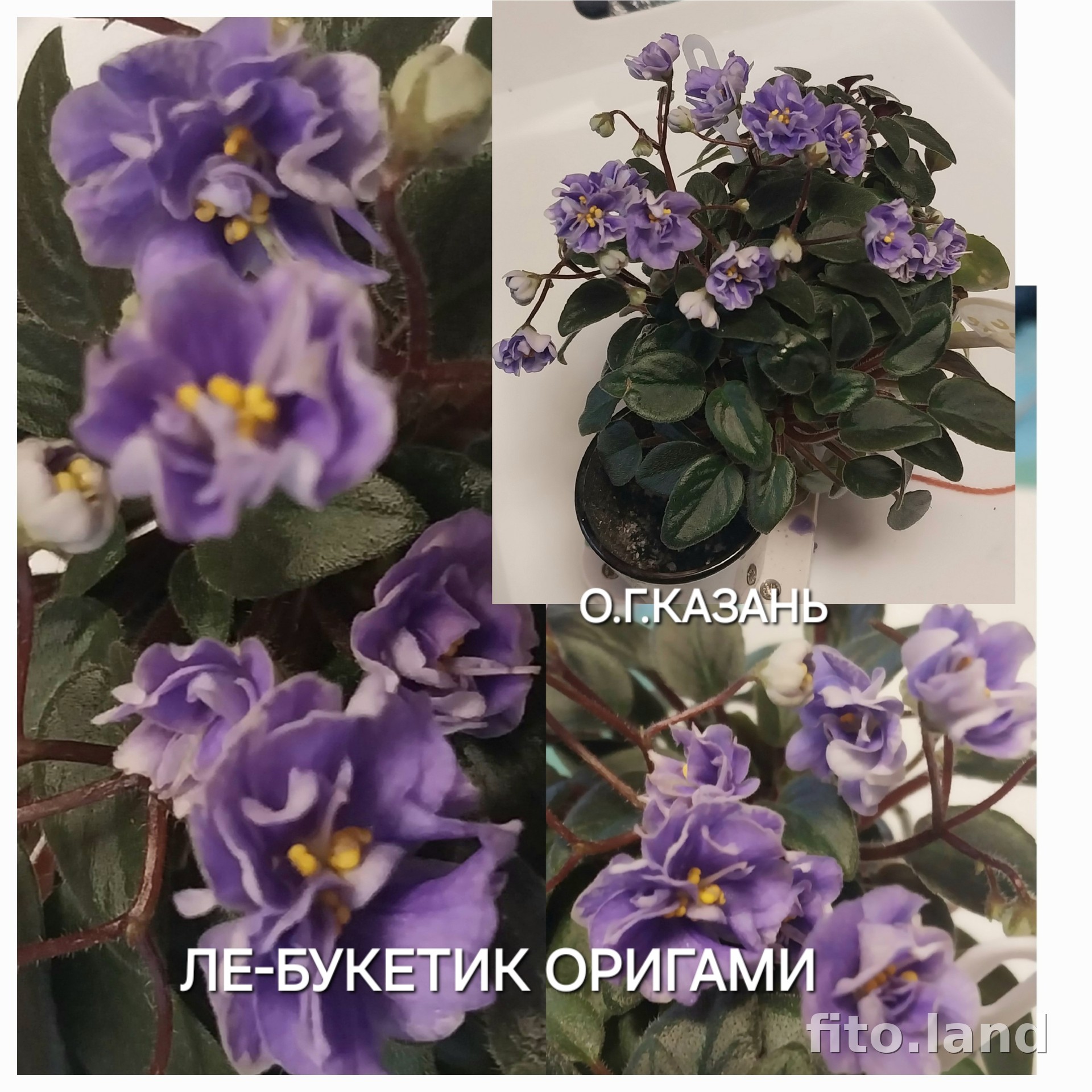 Фиалка ЛЕ-Букетик Оригами, фото