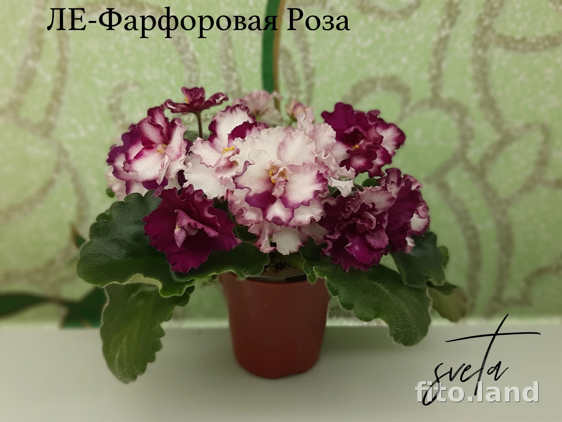 Фиалка ЛЕ-Фарфоровая Роза, фото