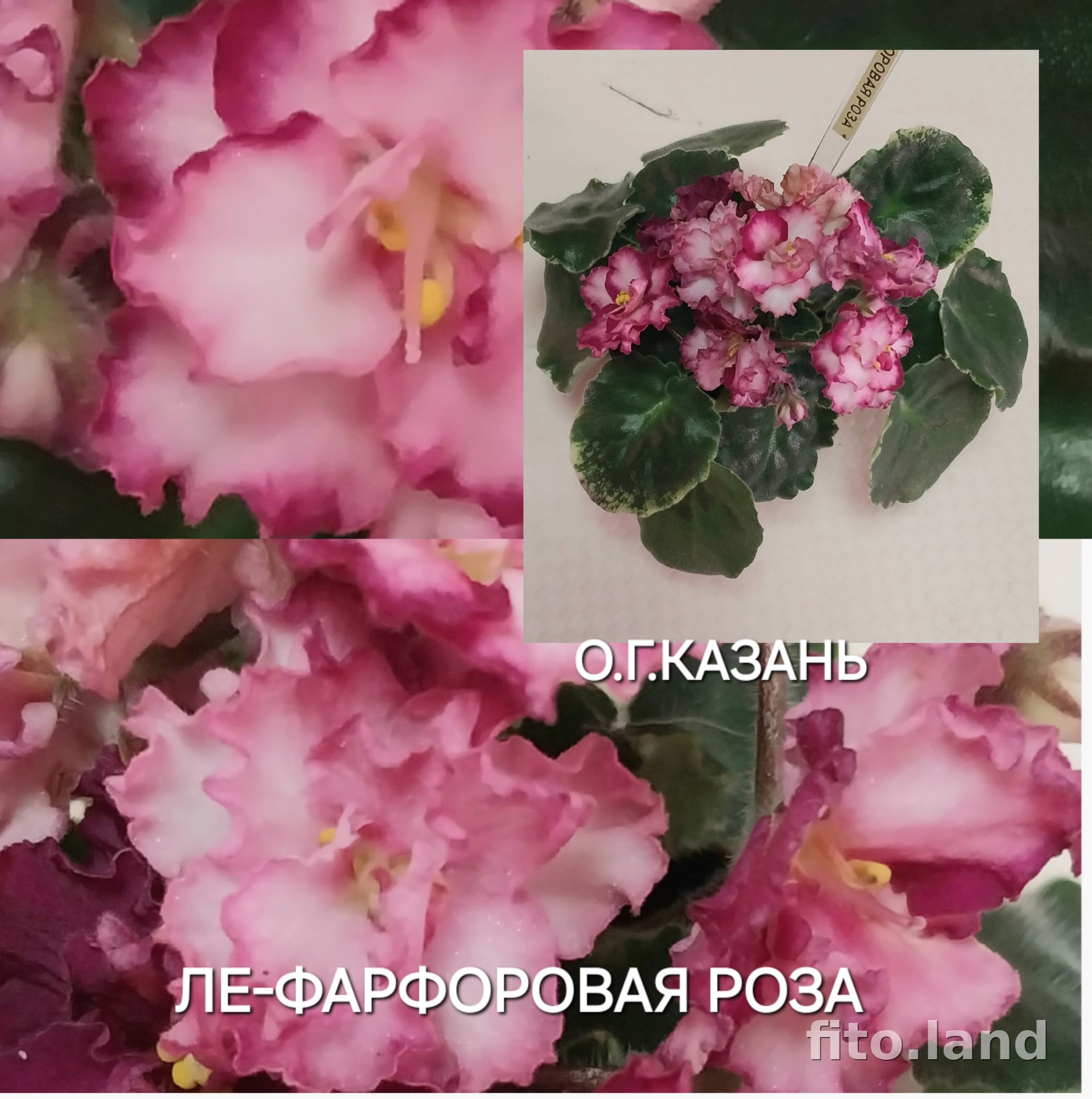 Фиалка ЛЕ-Фарфоровая Роза, фото