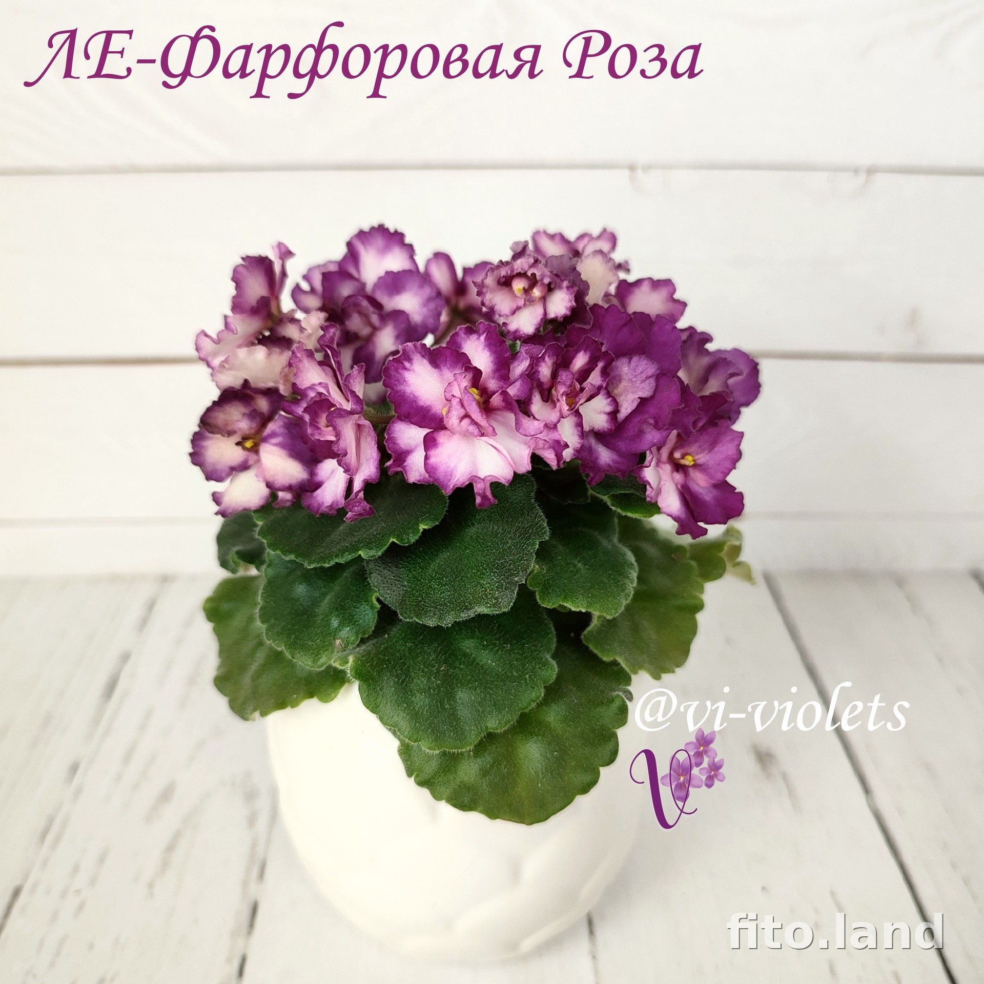 Фиалка ЛЕ-Фарфоровая Роза, фото