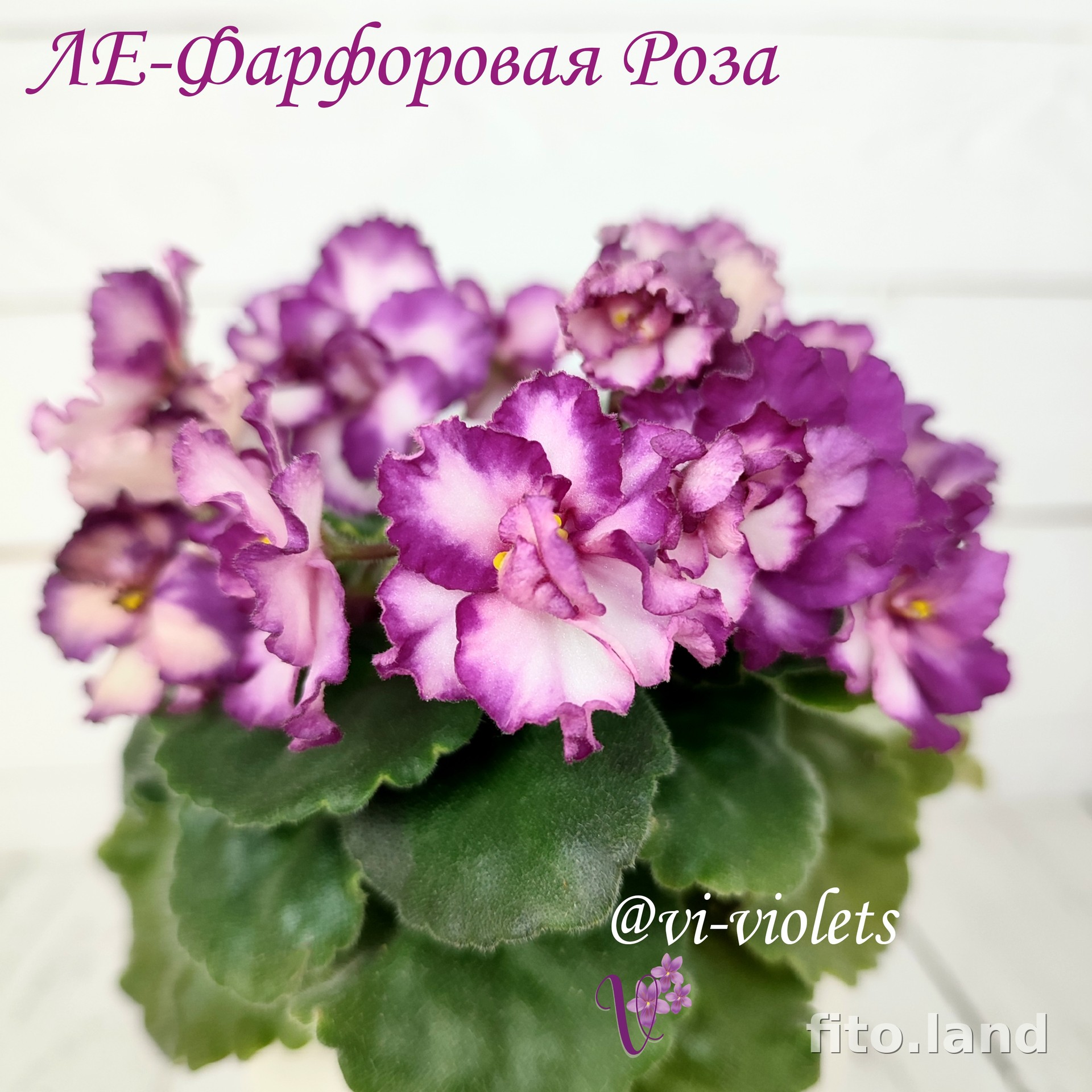 Фиалка ЛЕ-Фарфоровая Роза, фото