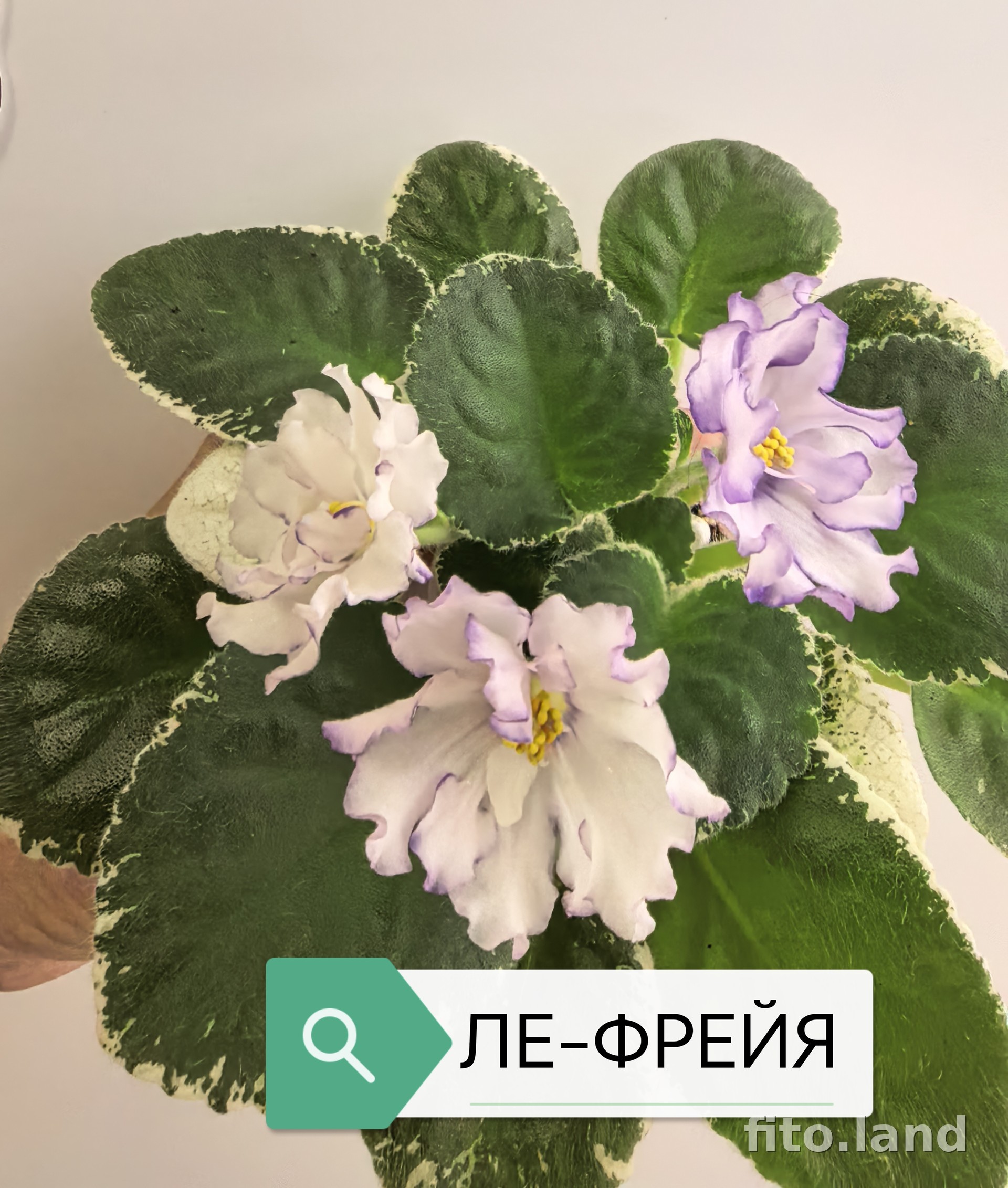 Фиалка ЛЕ-Фрейя, фото