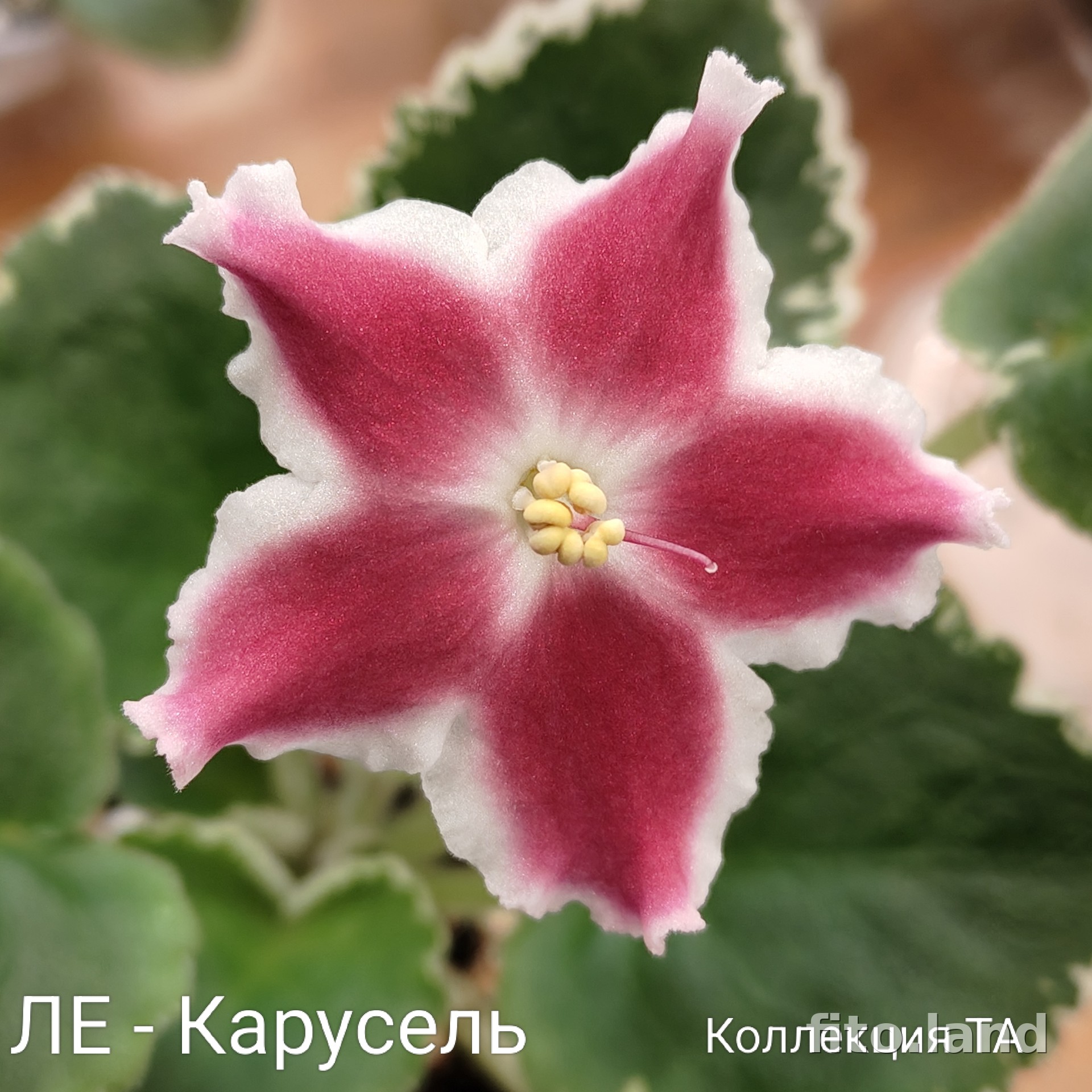 Фиалка ЛЕ-Карусель, фото