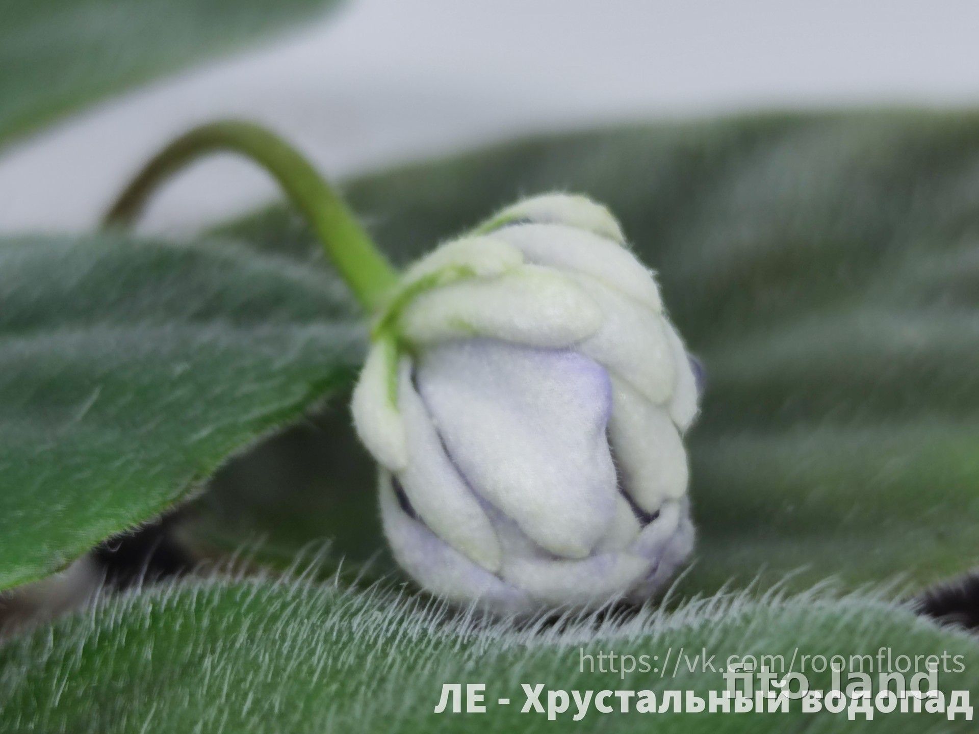 Фиалка ЛЕ-Хрустальный Водопад, фото