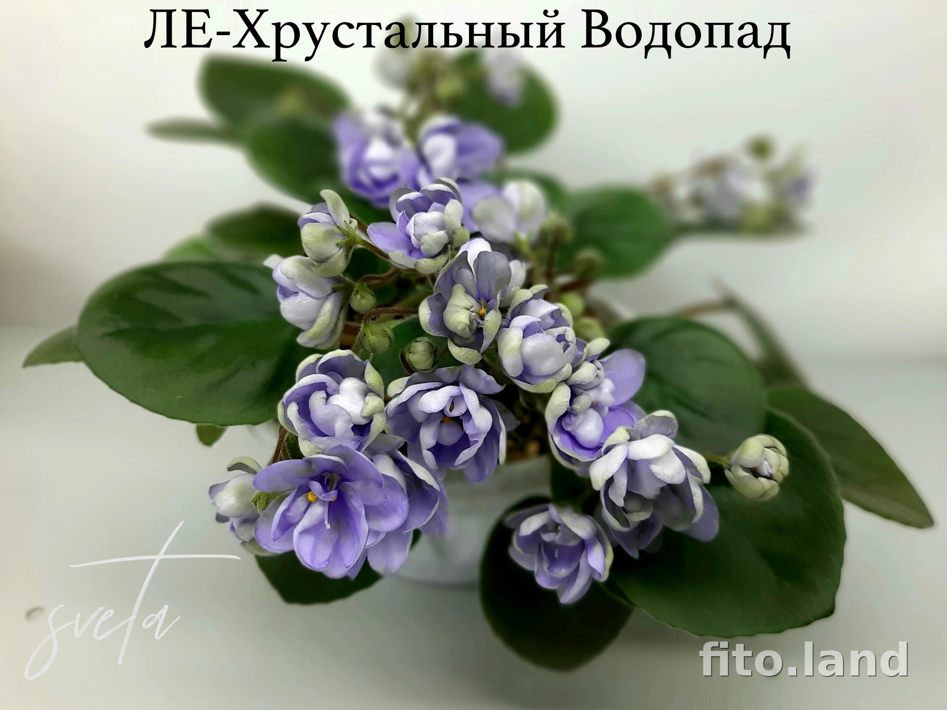 Фиалка ЛЕ-Хрустальный Водопад, фото