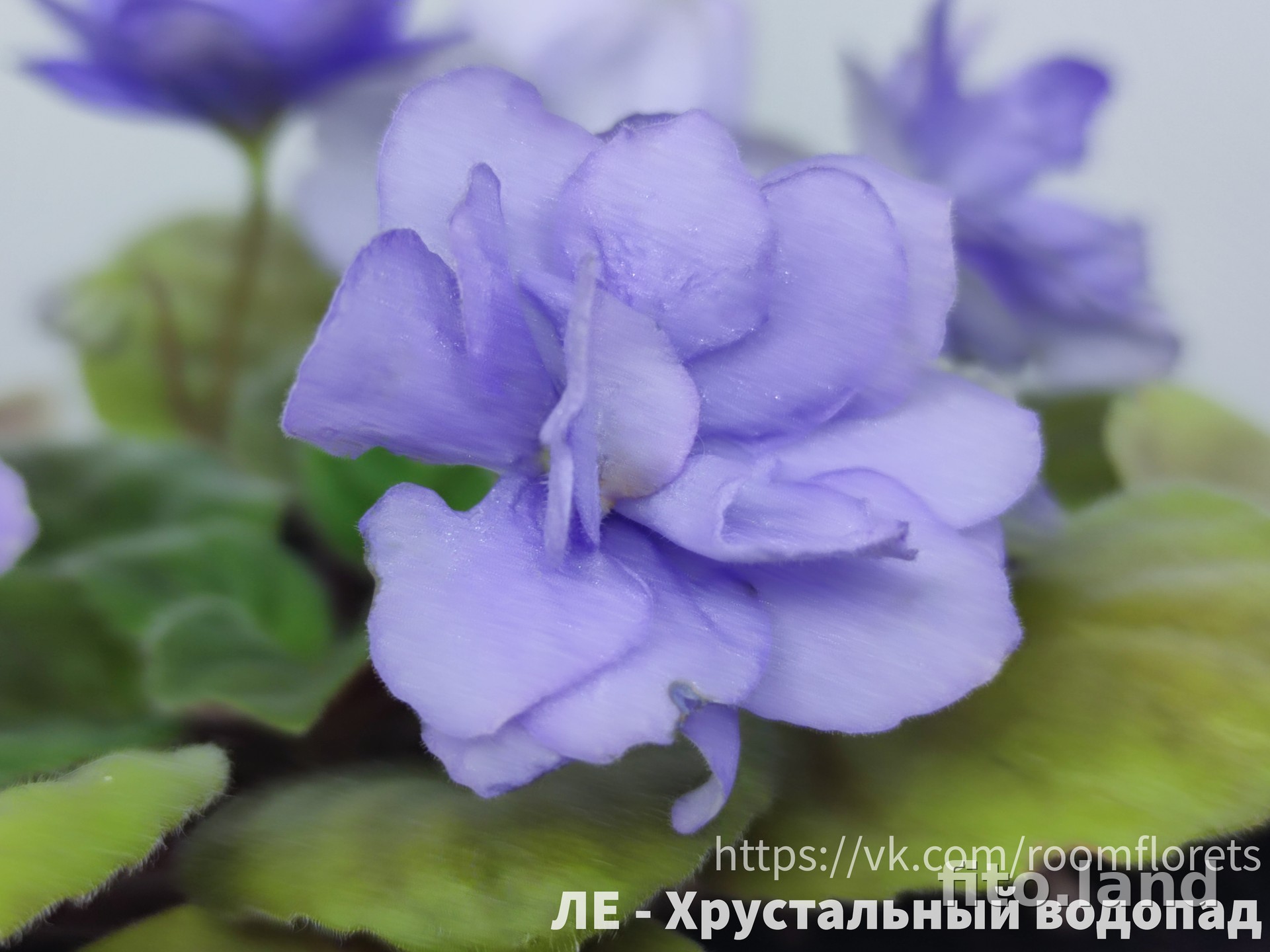 Фиалка ЛЕ-Хрустальный Водопад, фото