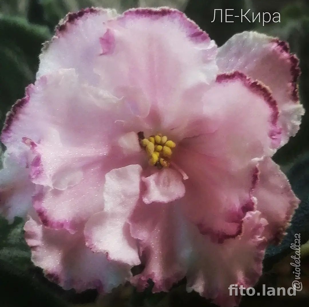 Фиалка ЛЕ-Кира, фото