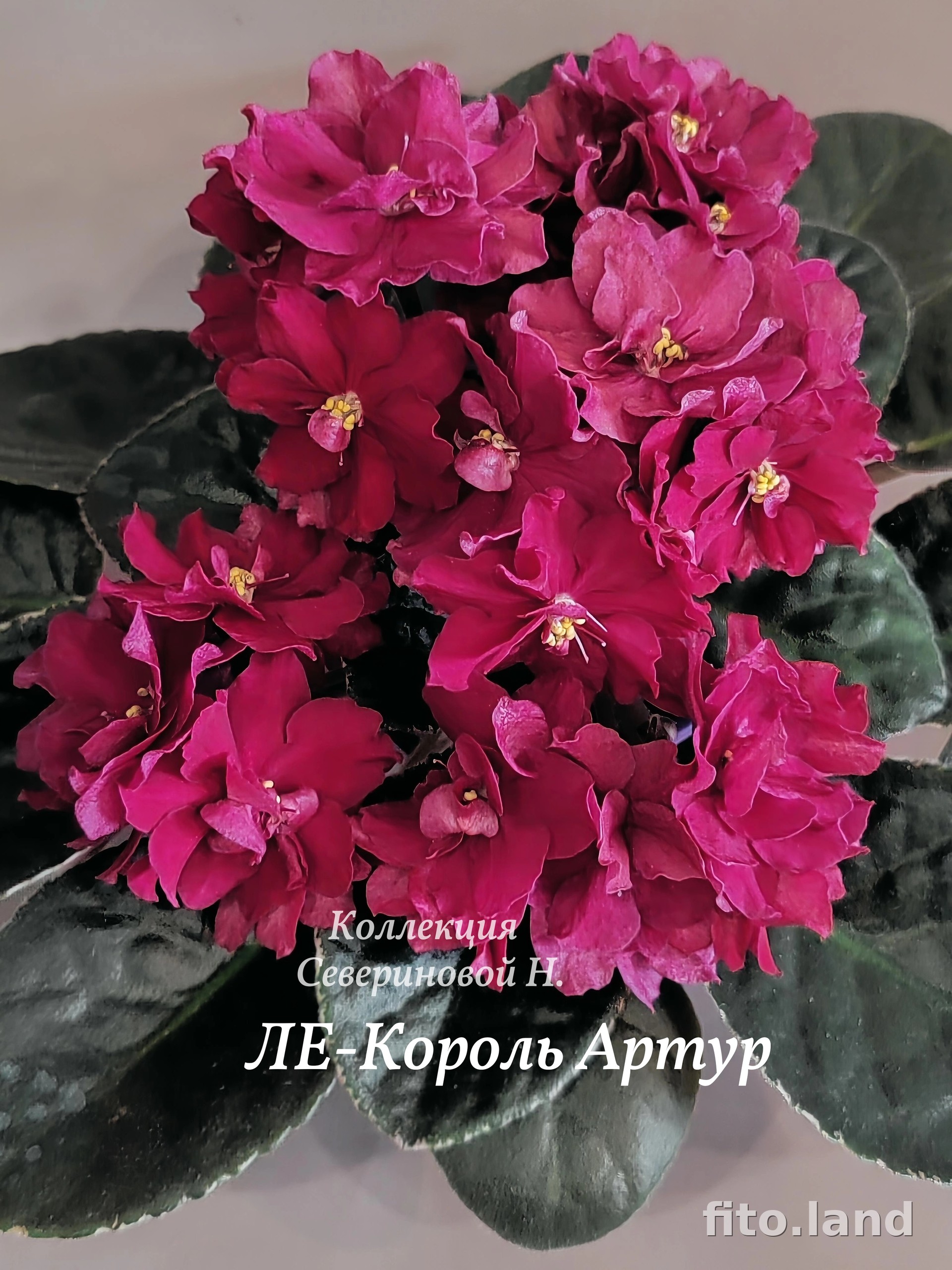Фиалка ЛЕ-Король Артур, фото