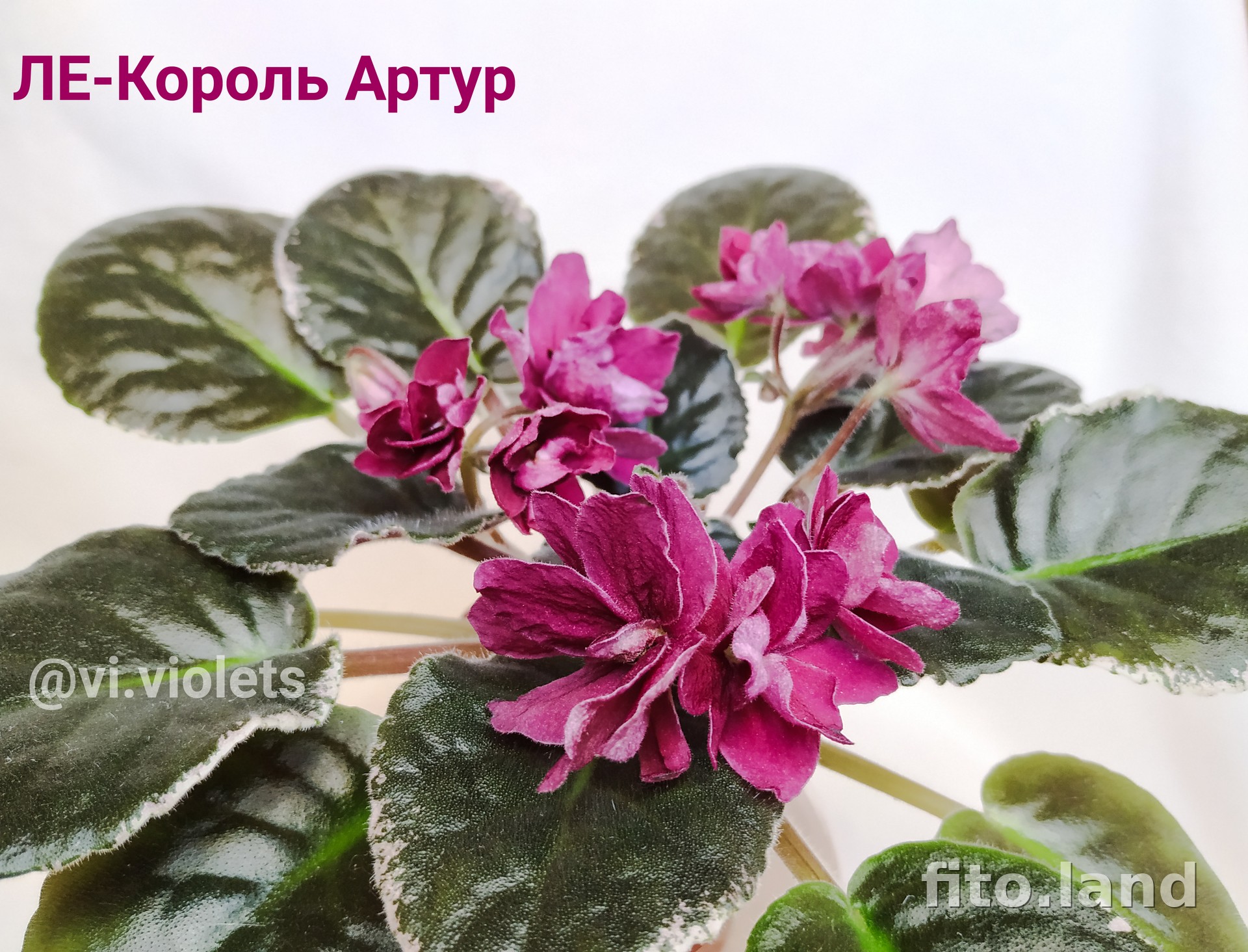 Фиалка ЛЕ-Король Артур, фото