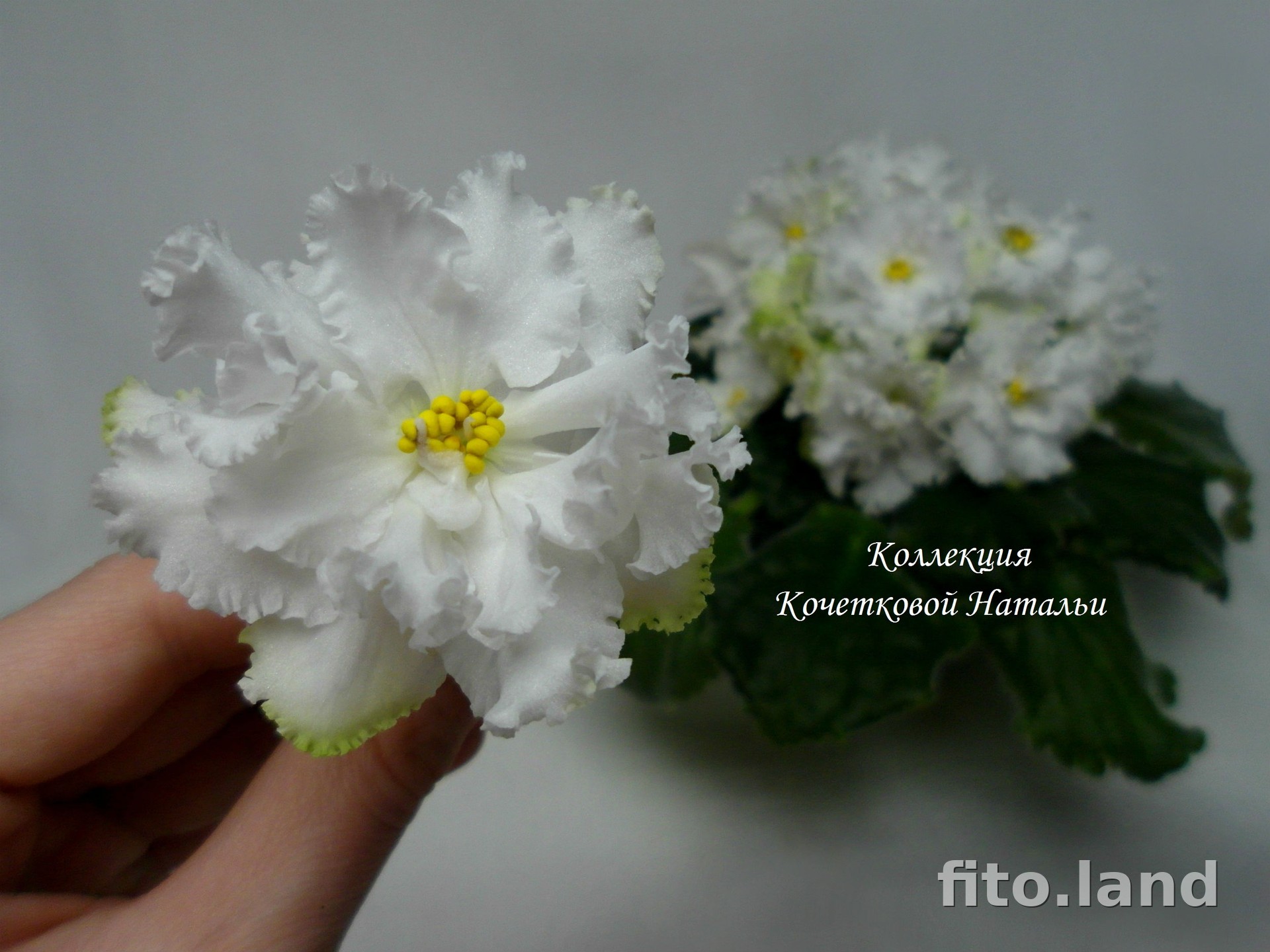 Фиалка ЛЕ-Lady Winter, фото