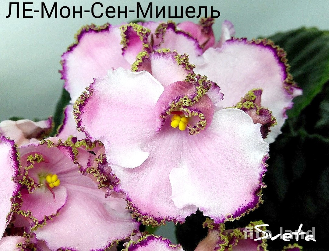 Фиалка ЛЕ-Мон-Сен-Мишель, фото