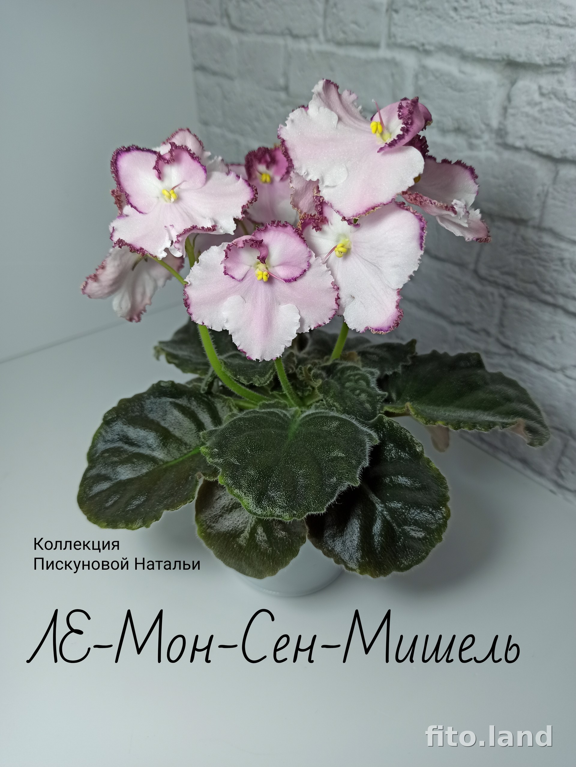 Фиалка ЛЕ-Мон-Сен-Мишель, фото